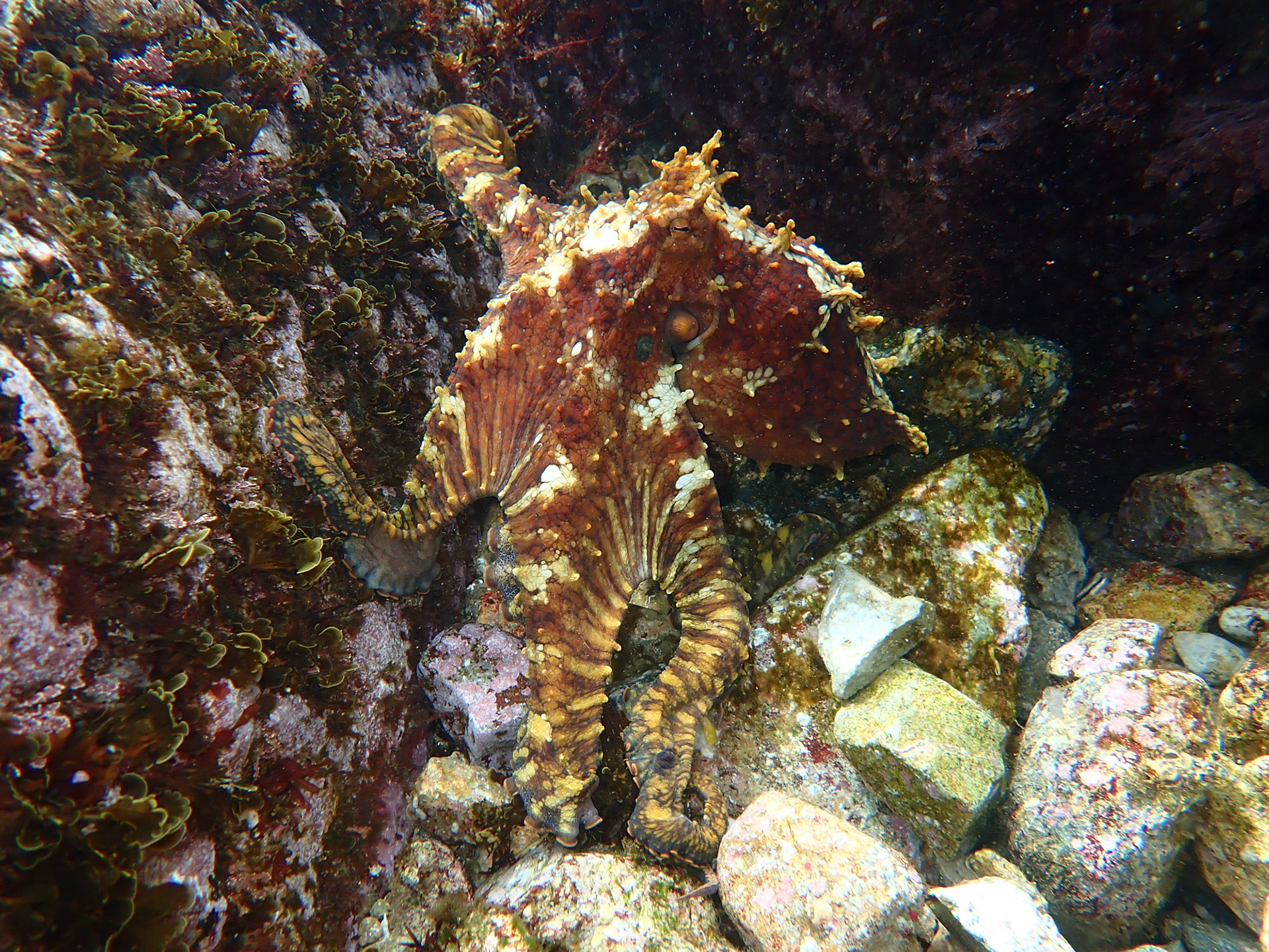 Lesser Two-Spot Octopus