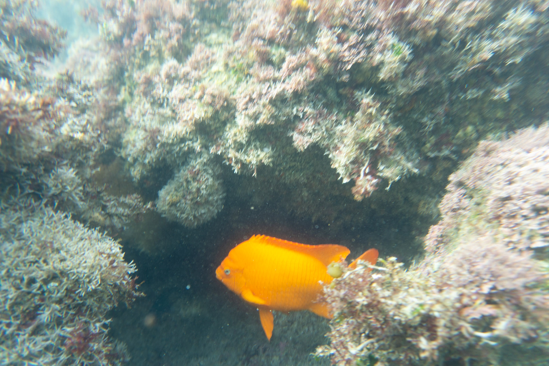 Garibaldi