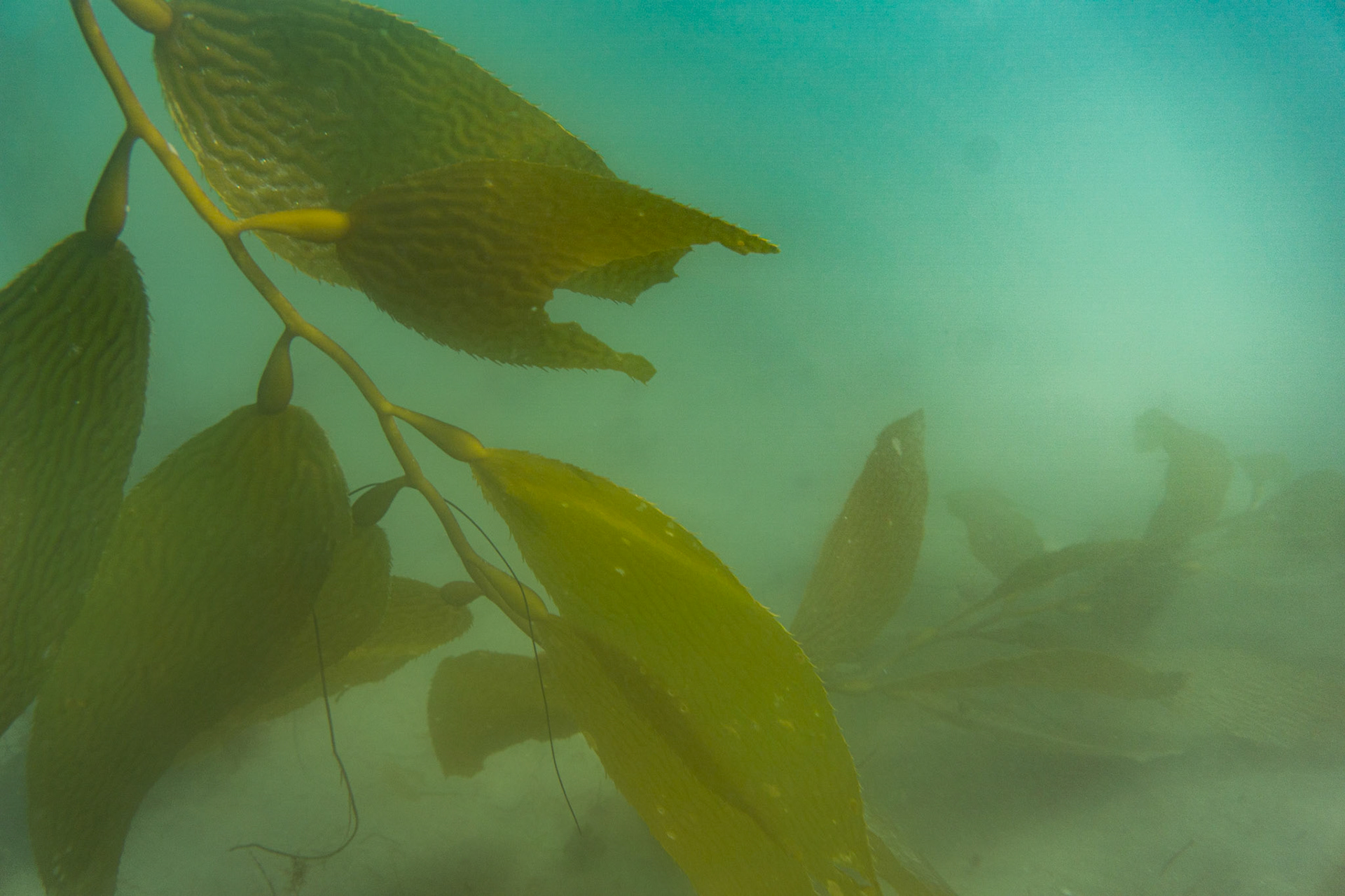 Giant Kelp