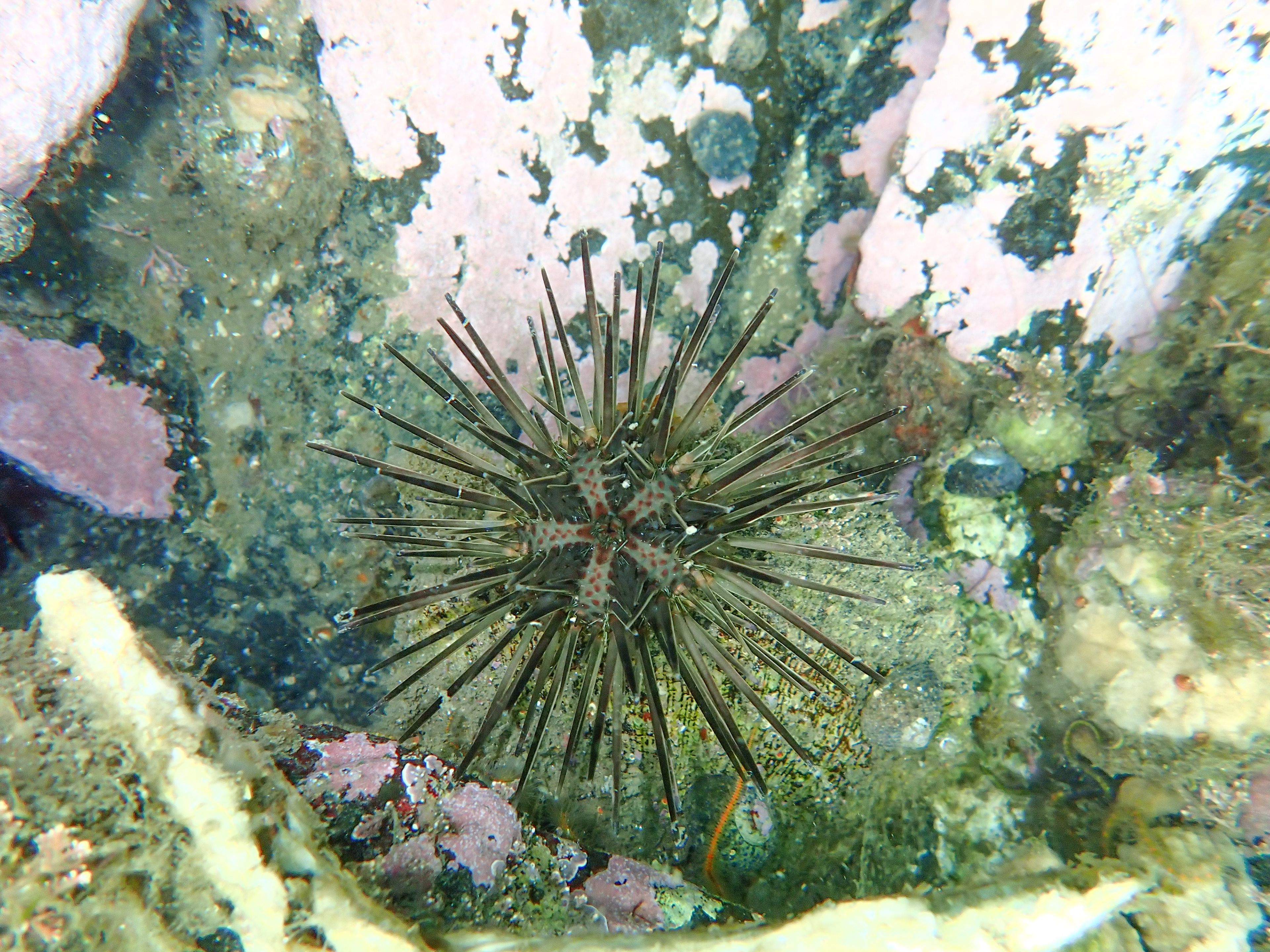 Black Starry Sea Urchin