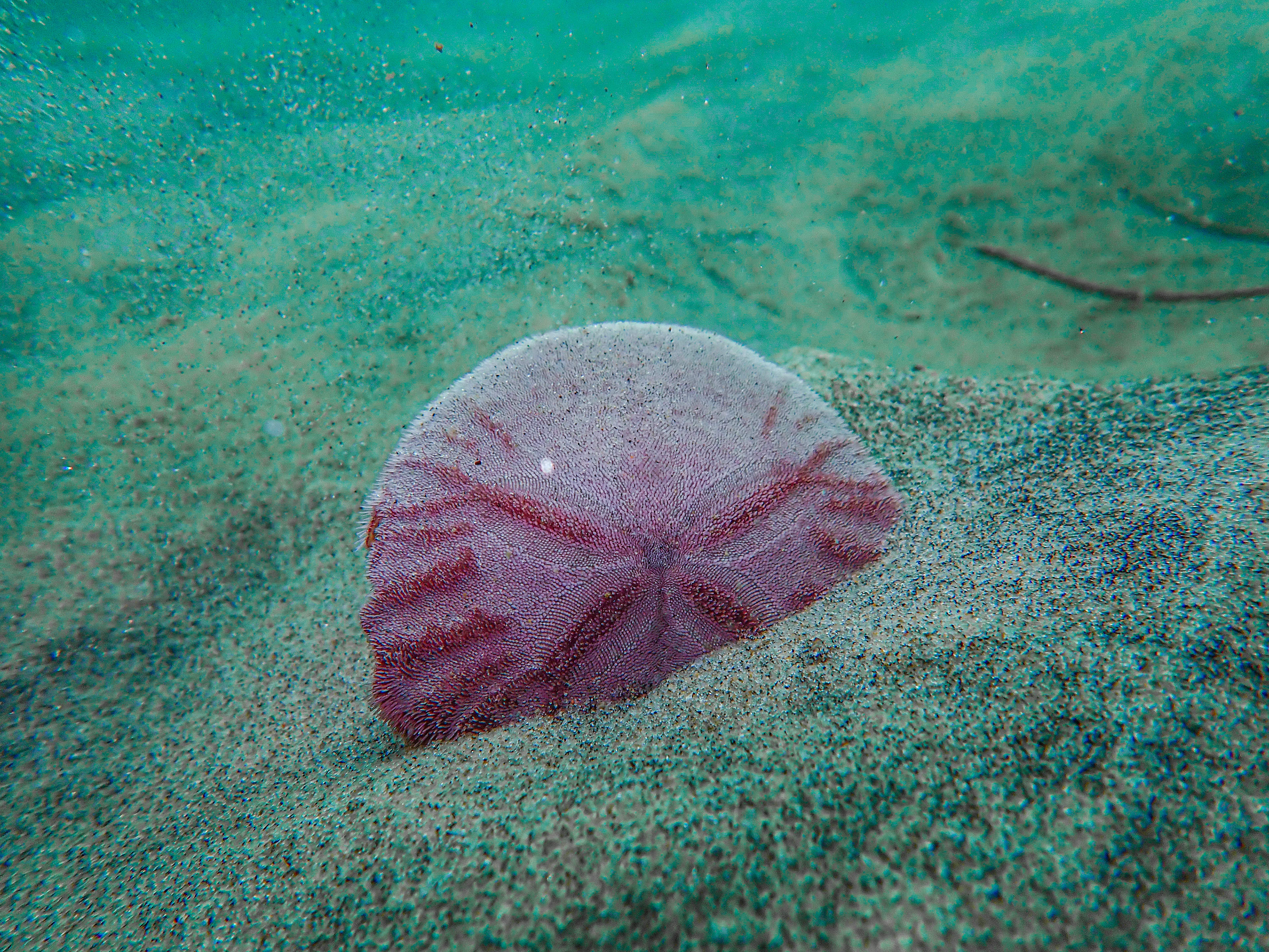 Eccentric Sand Dollar