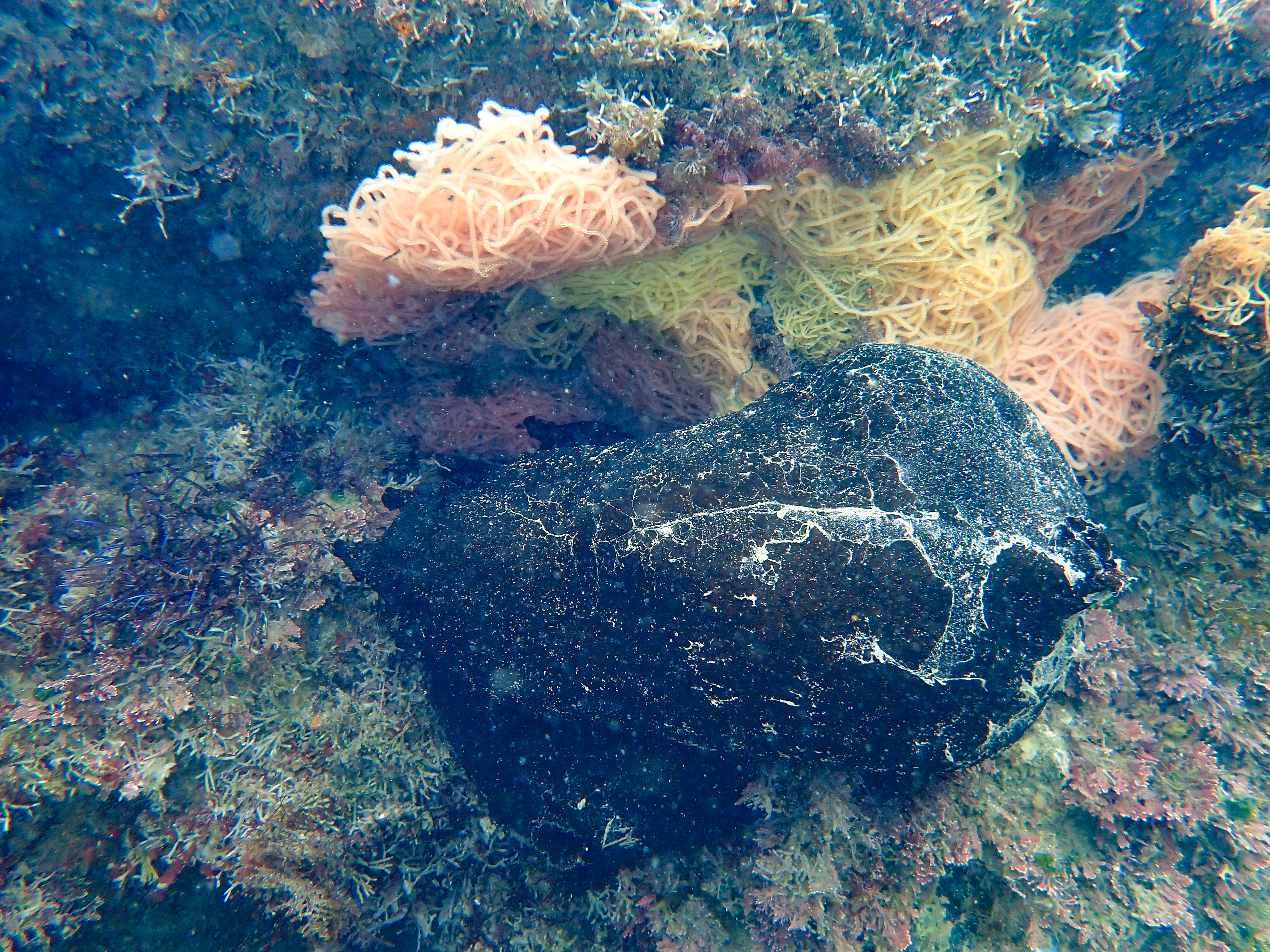 Black Sea Hares laying eggs