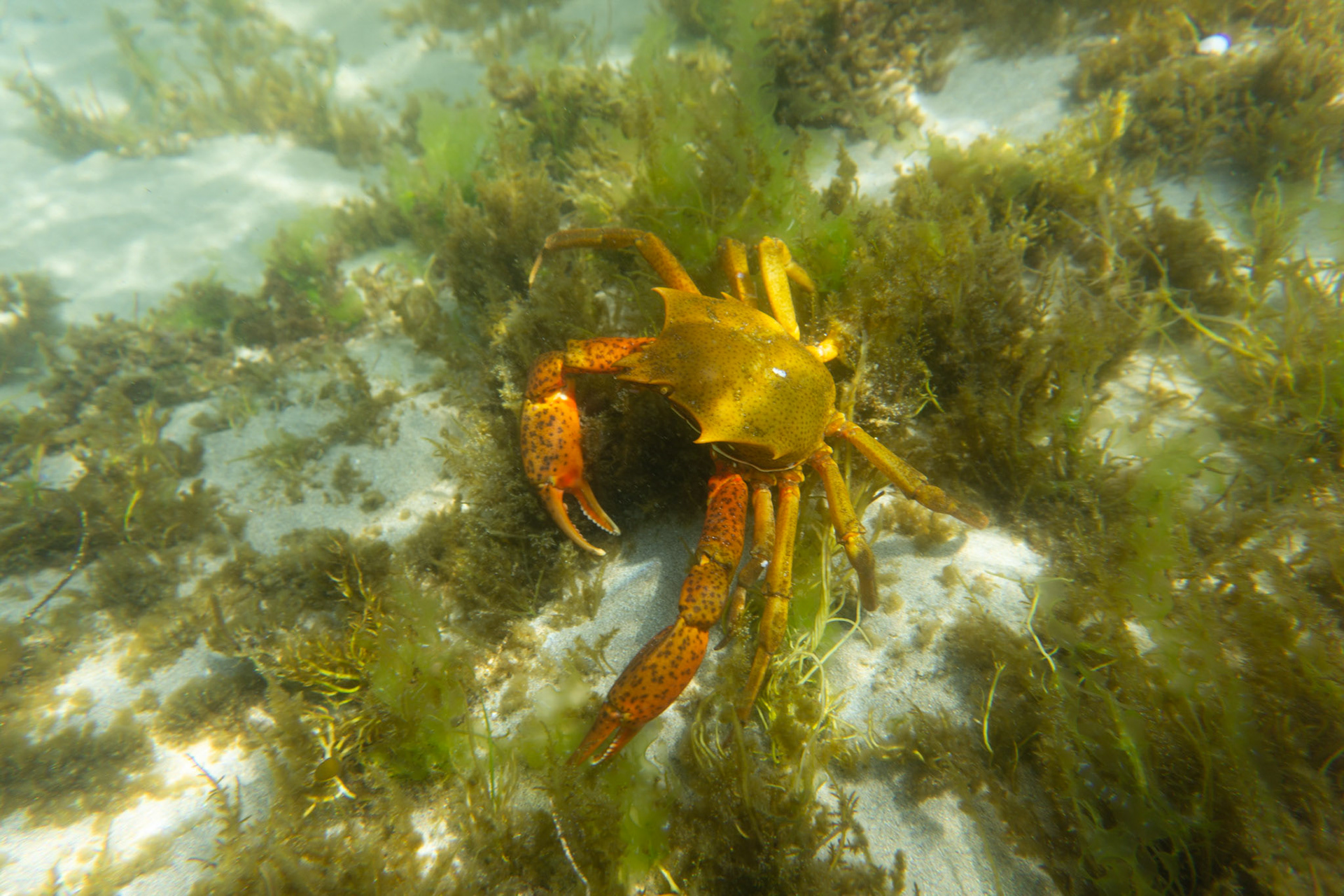 Northern Kelp Crab