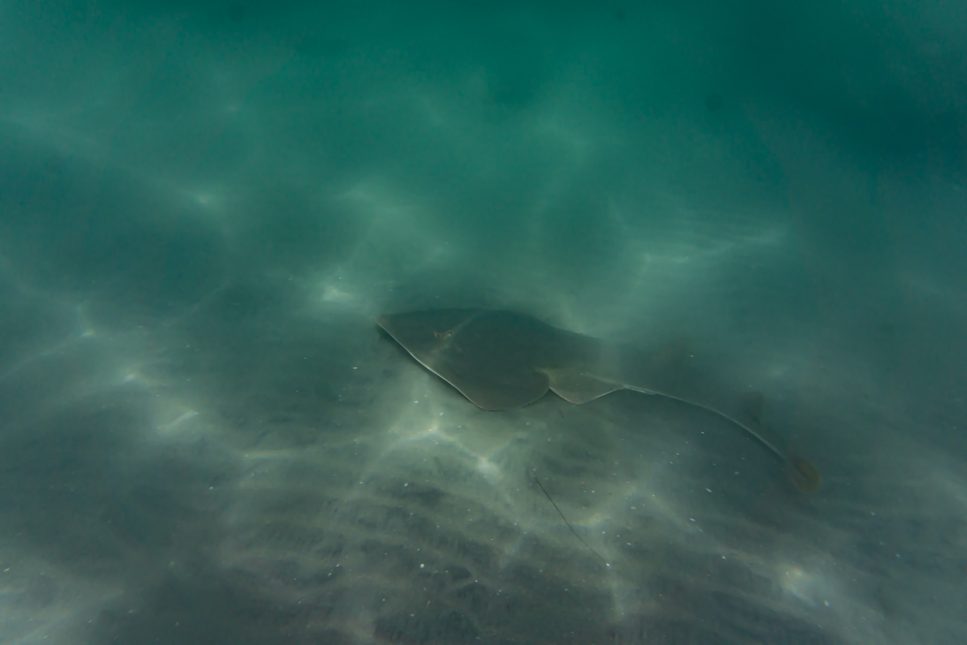Shovelnose Guitarfish