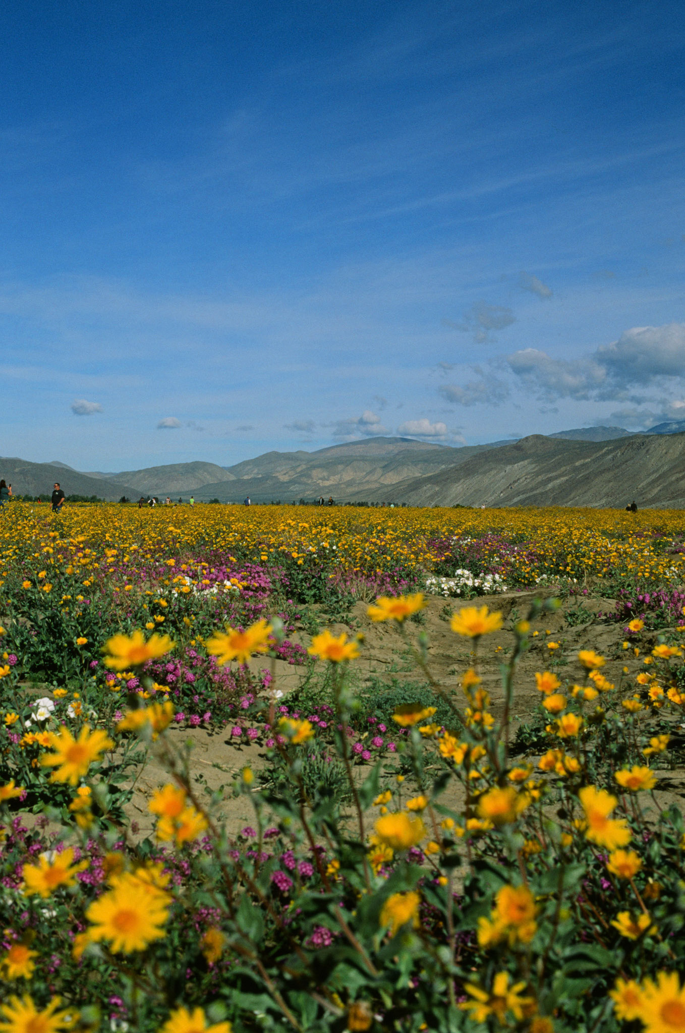 Anza Borrego Spring Bloom, California