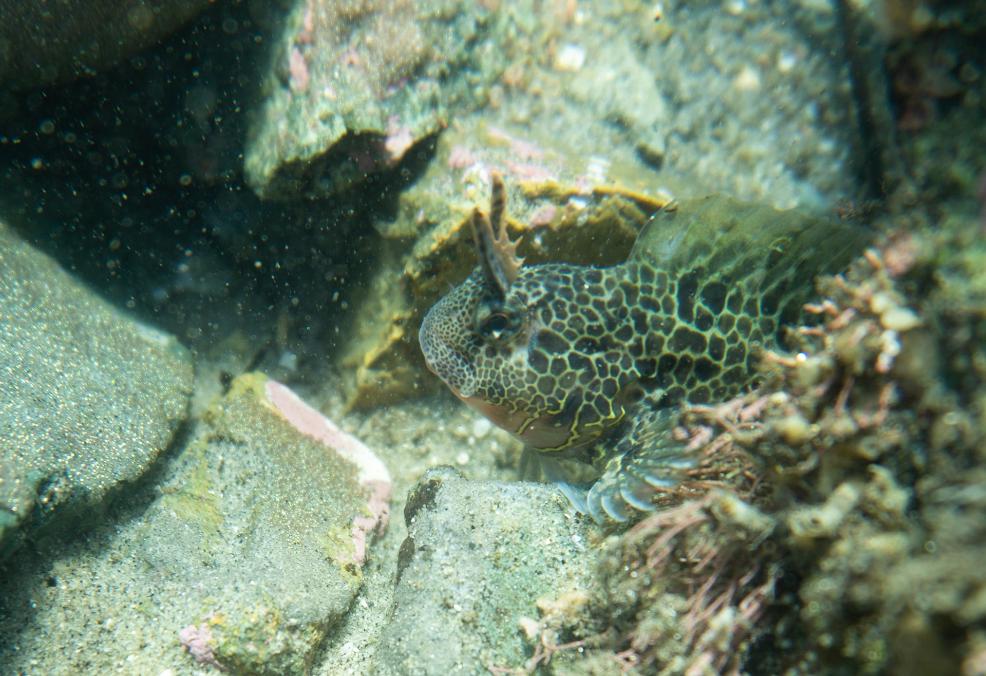 Bay Blenny
