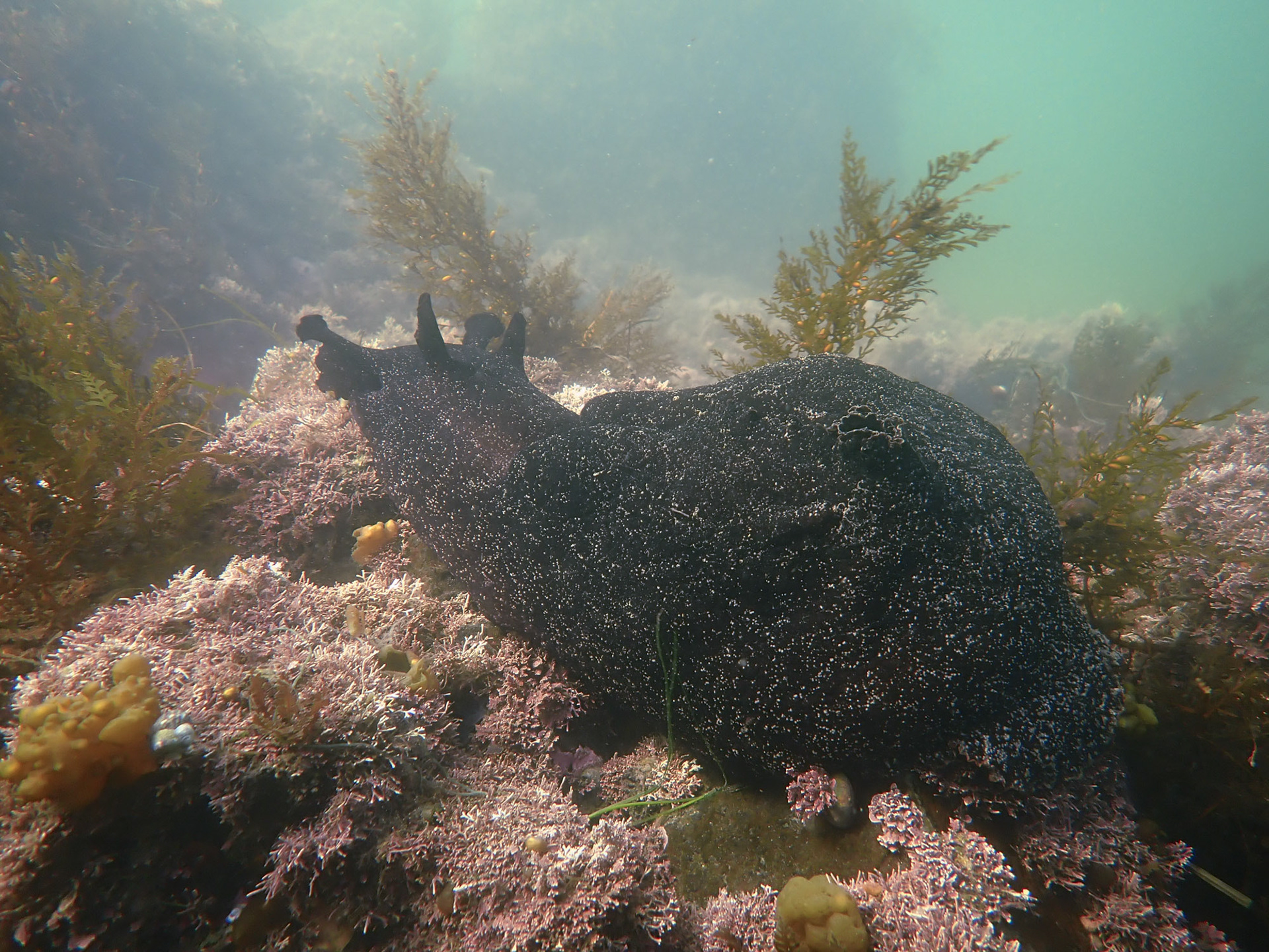 Black Sea Hare
