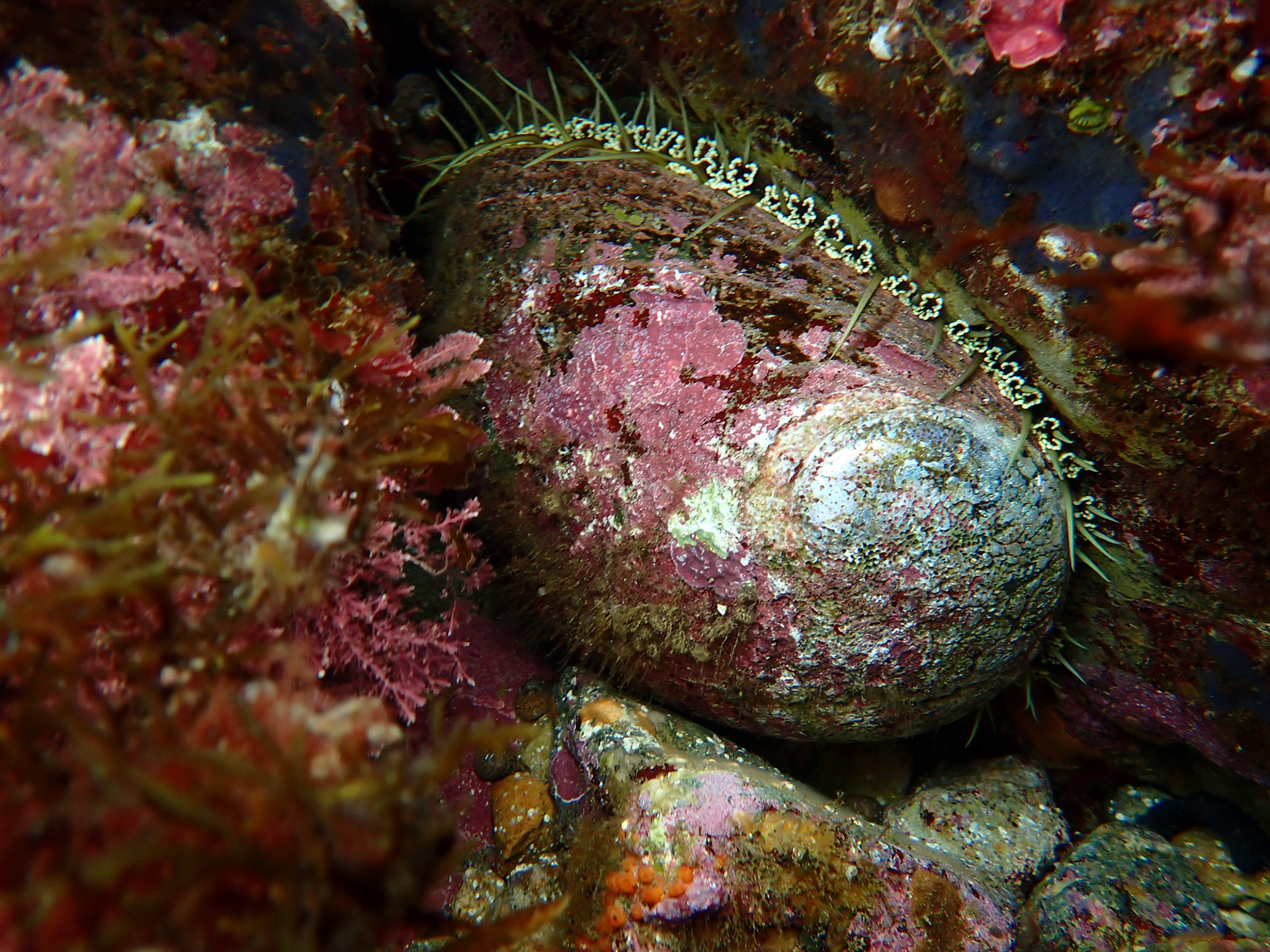 Green Abalone