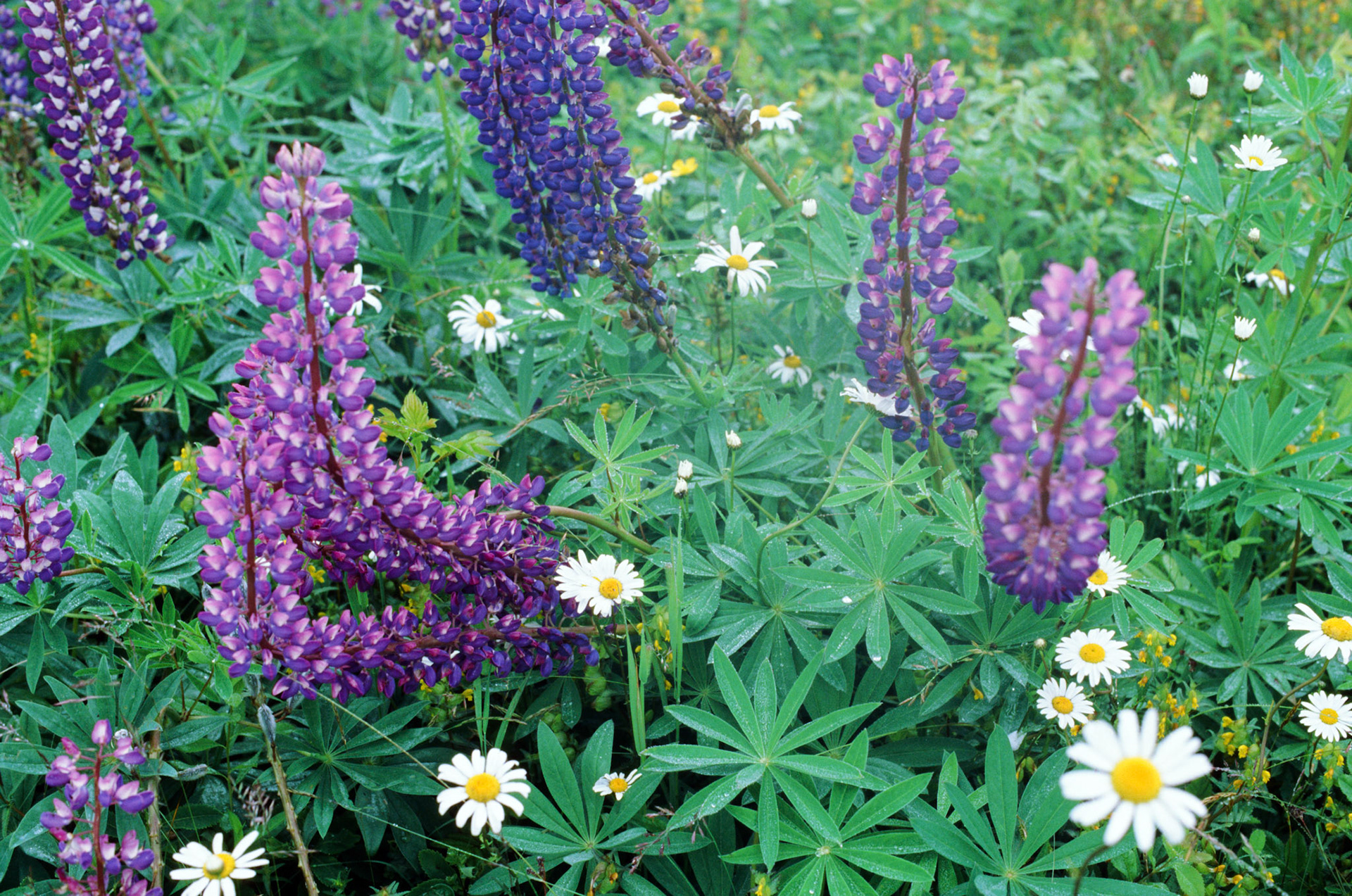 Maine Lupine