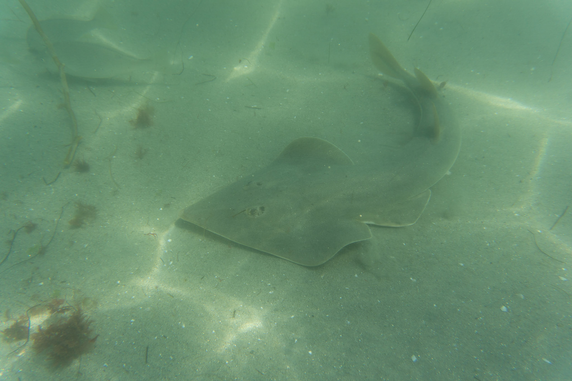 Shovelnose Guitarfish