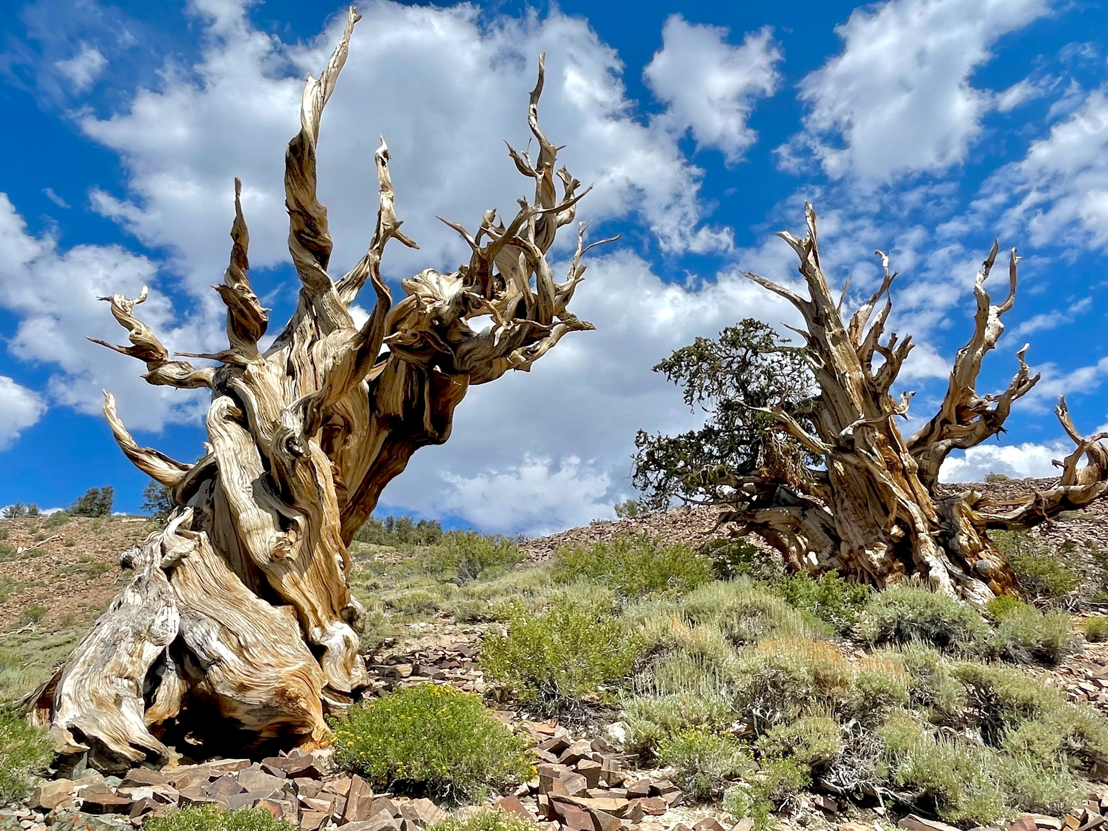 Ancient Bristlecone Pine Forest