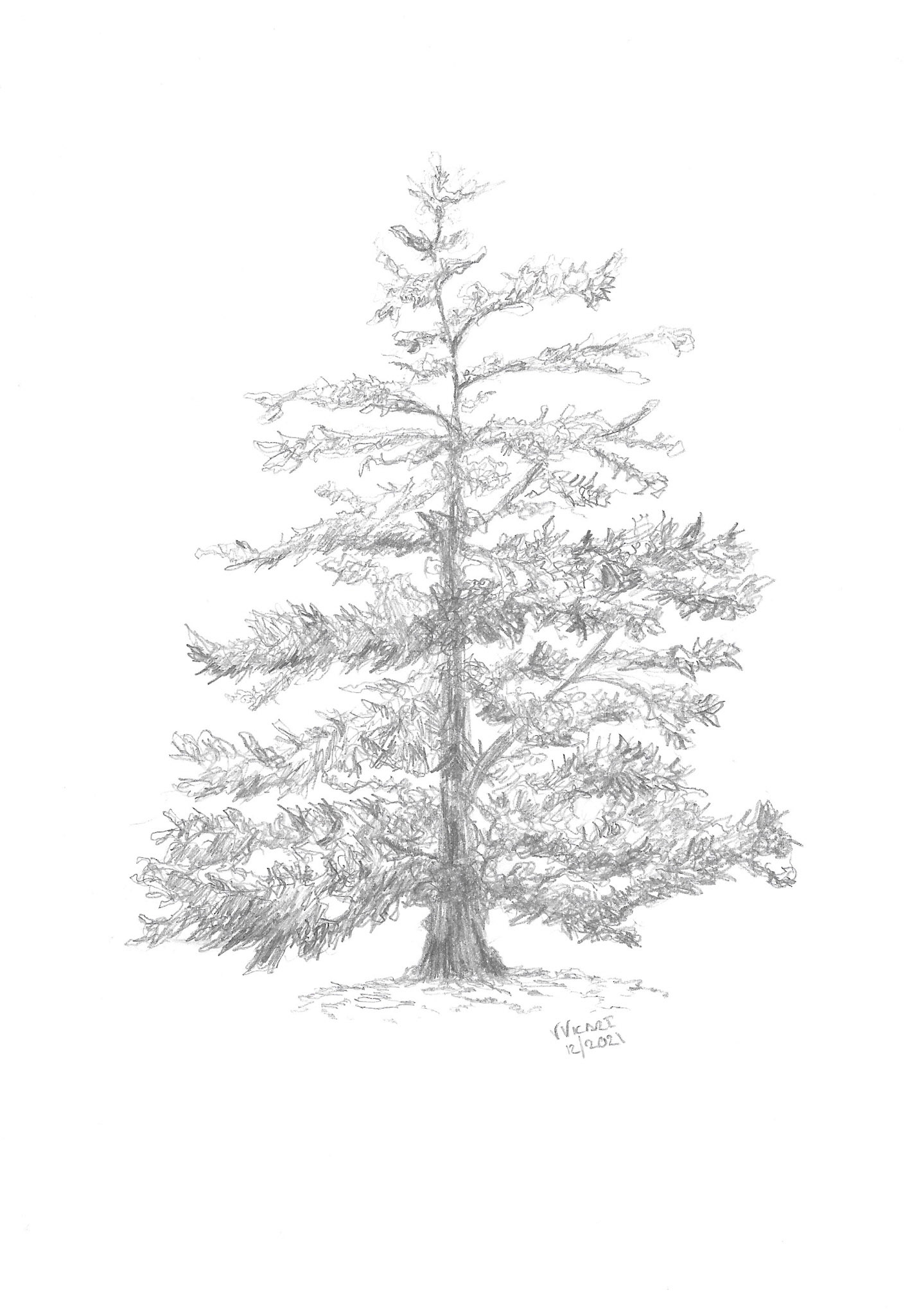 Tree Sketch in Pencil