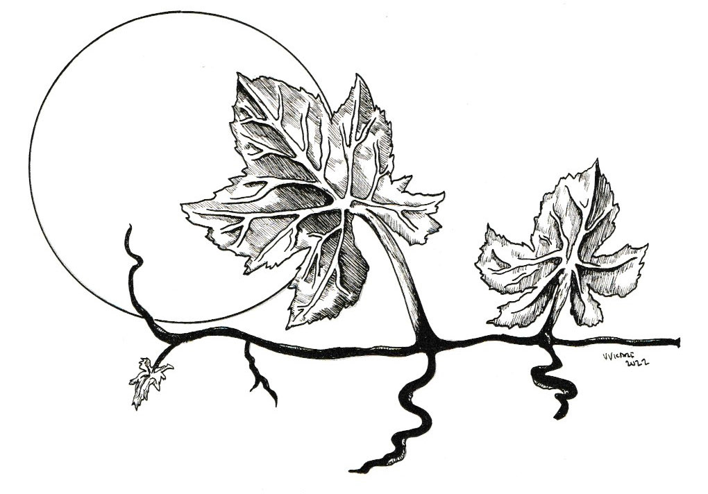 Leaves at Midnight in ink