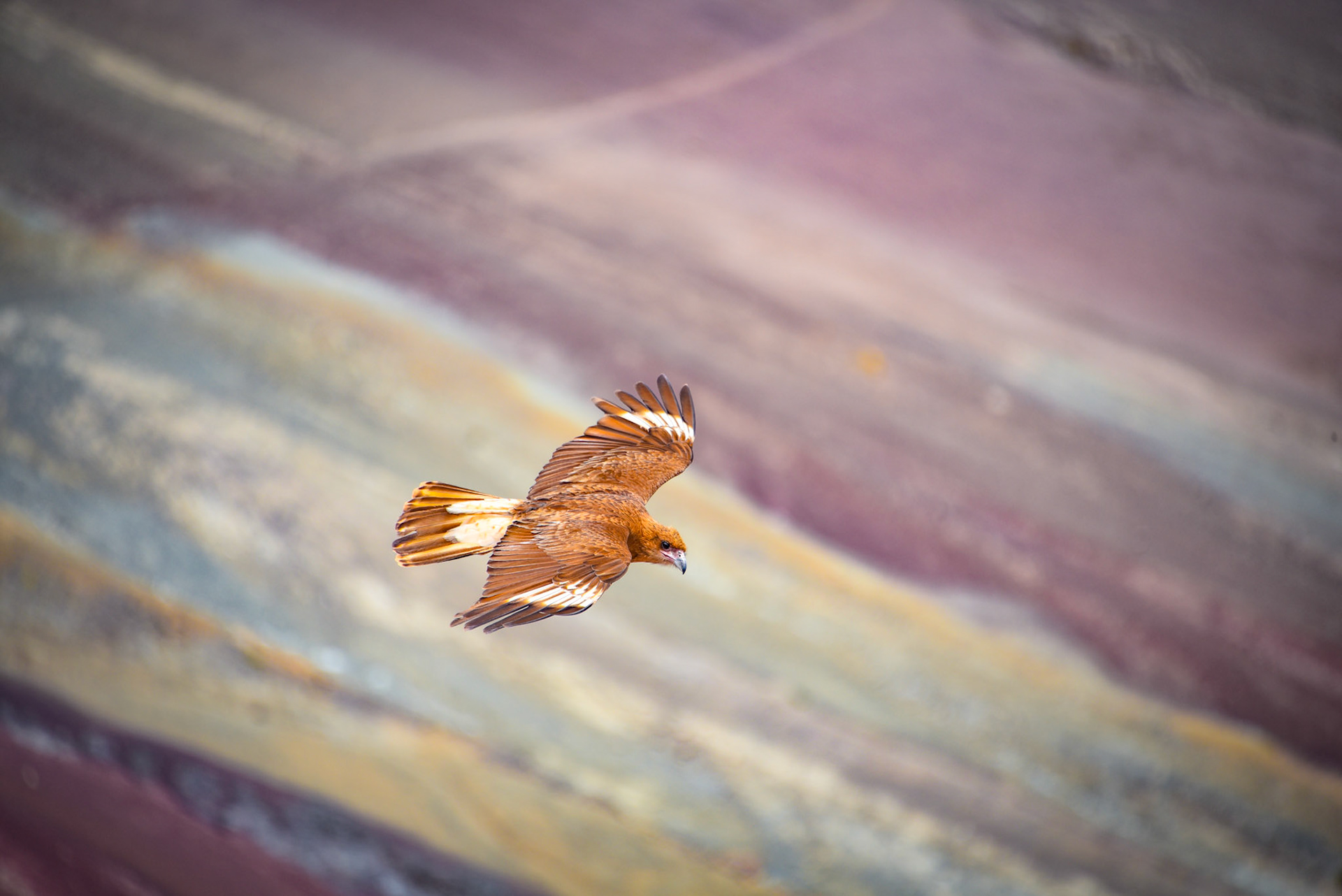 Juvenile Mountain Caracara birds on Vinicunca 'Rainbow Mountain'. Cusco, Peru