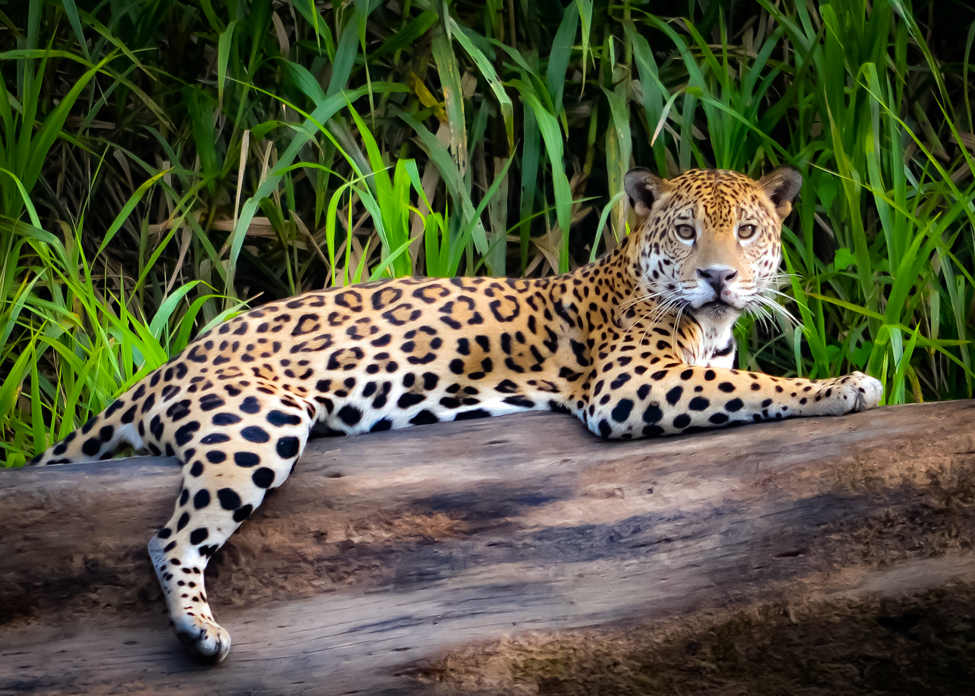 A Jaguar relaxes on a tree trunk on the banks of the Tambopata river, Peru