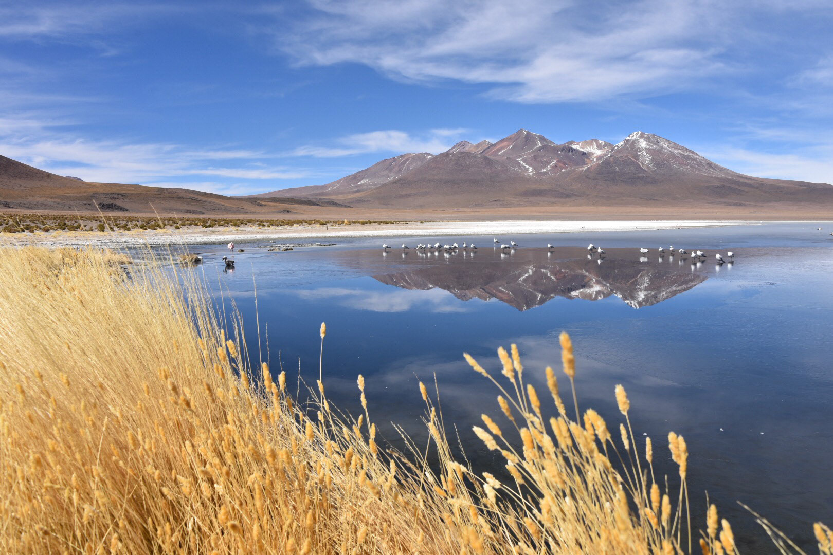 Flocks of birds stand on the frozen waters of Laguna Canapa, in the mountains of the Sud Lipez province, Uyuni, Bolivia
