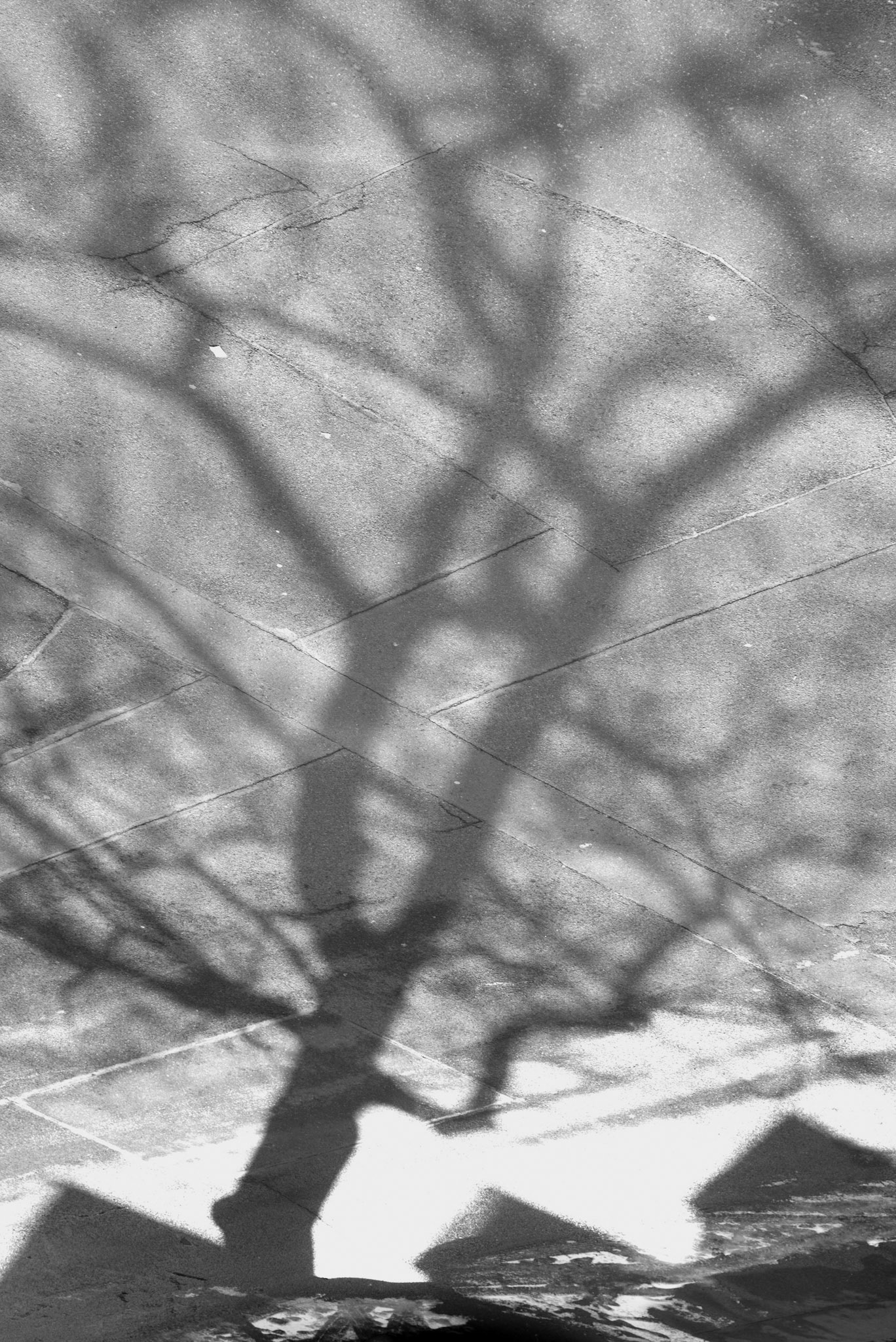 Leaf, 2018