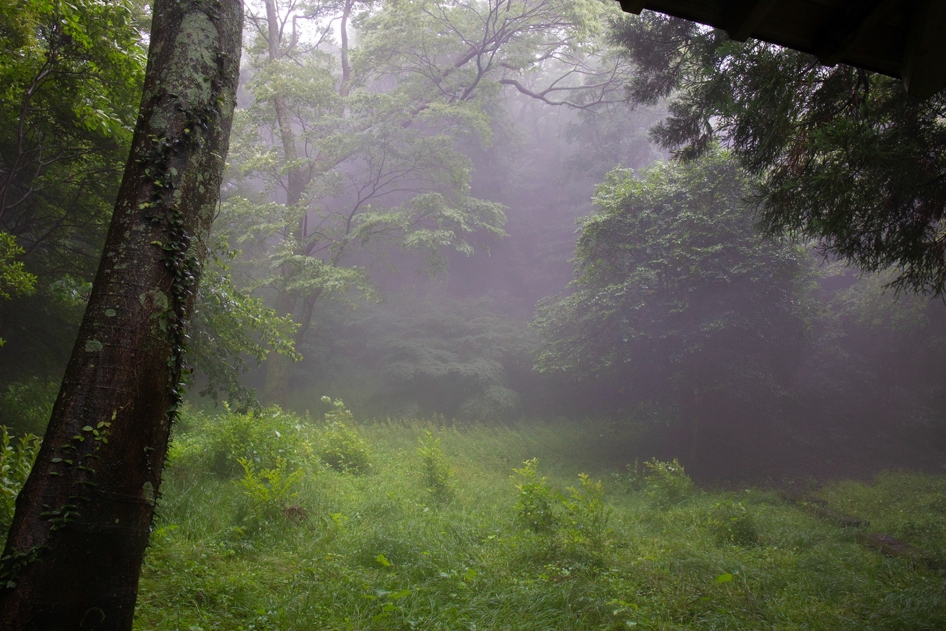 5)霧の森