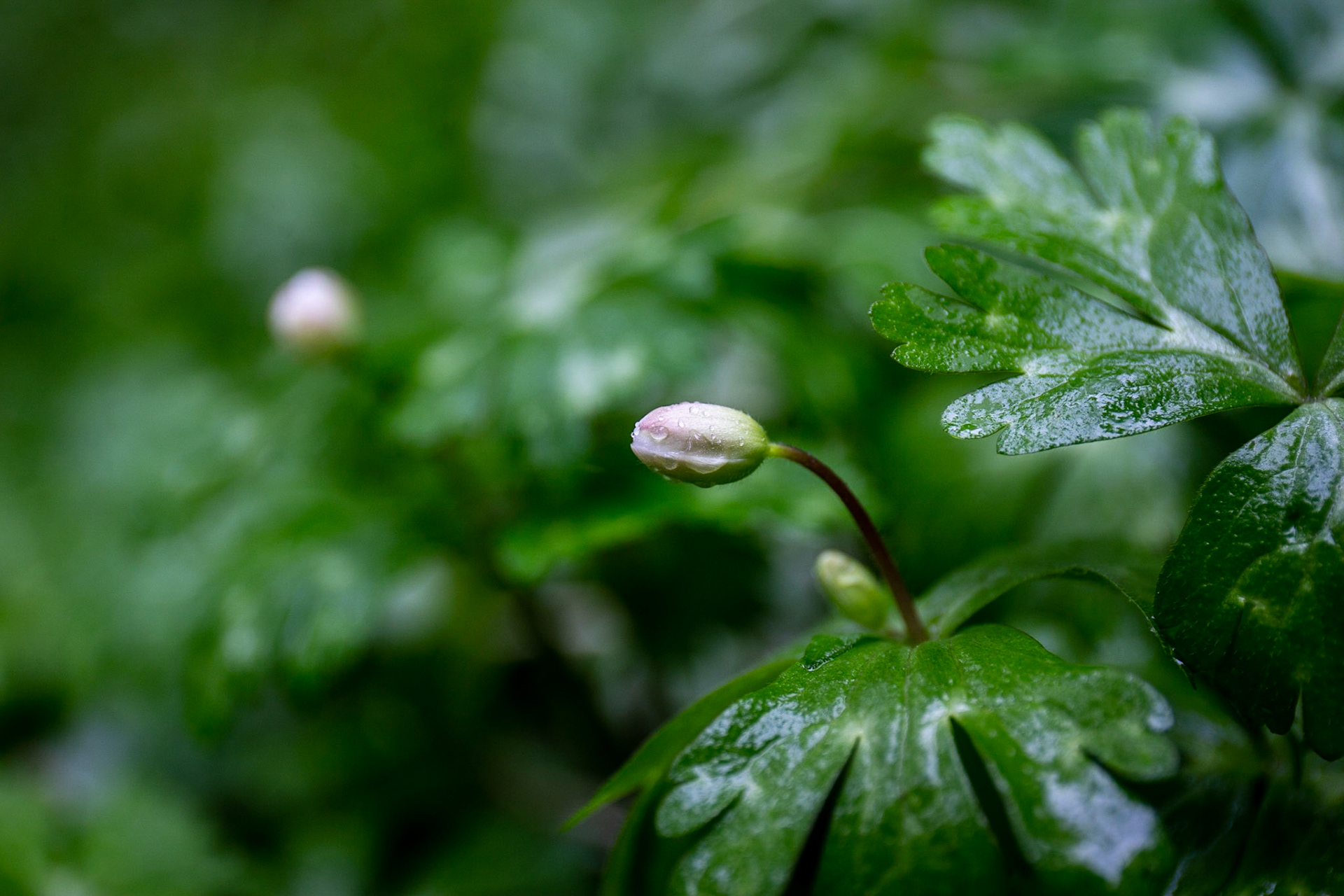 59) 冬の雨の森