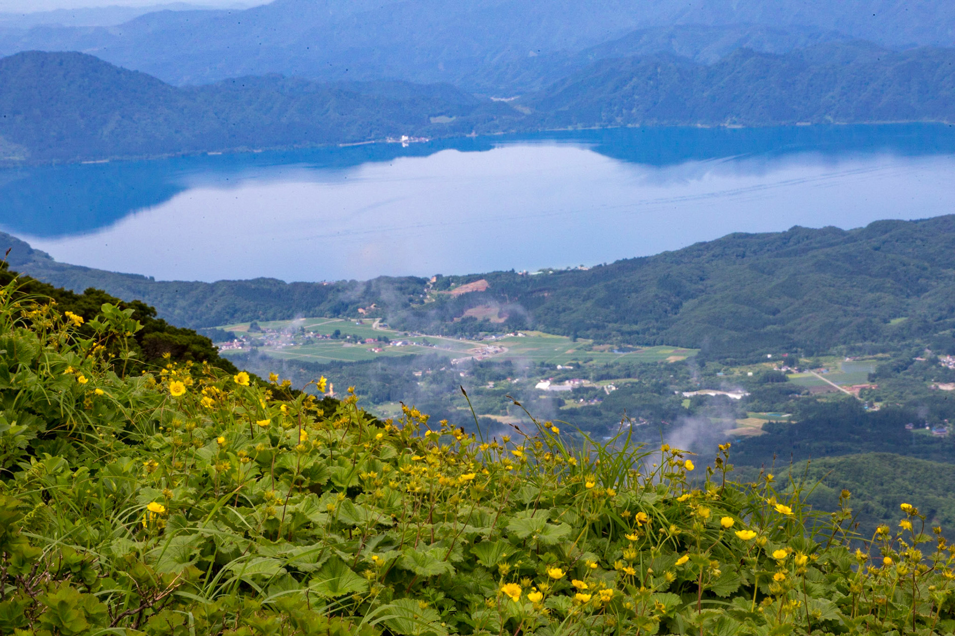 4-b)秋田駒ケ岳のミヤマダイコンソウ