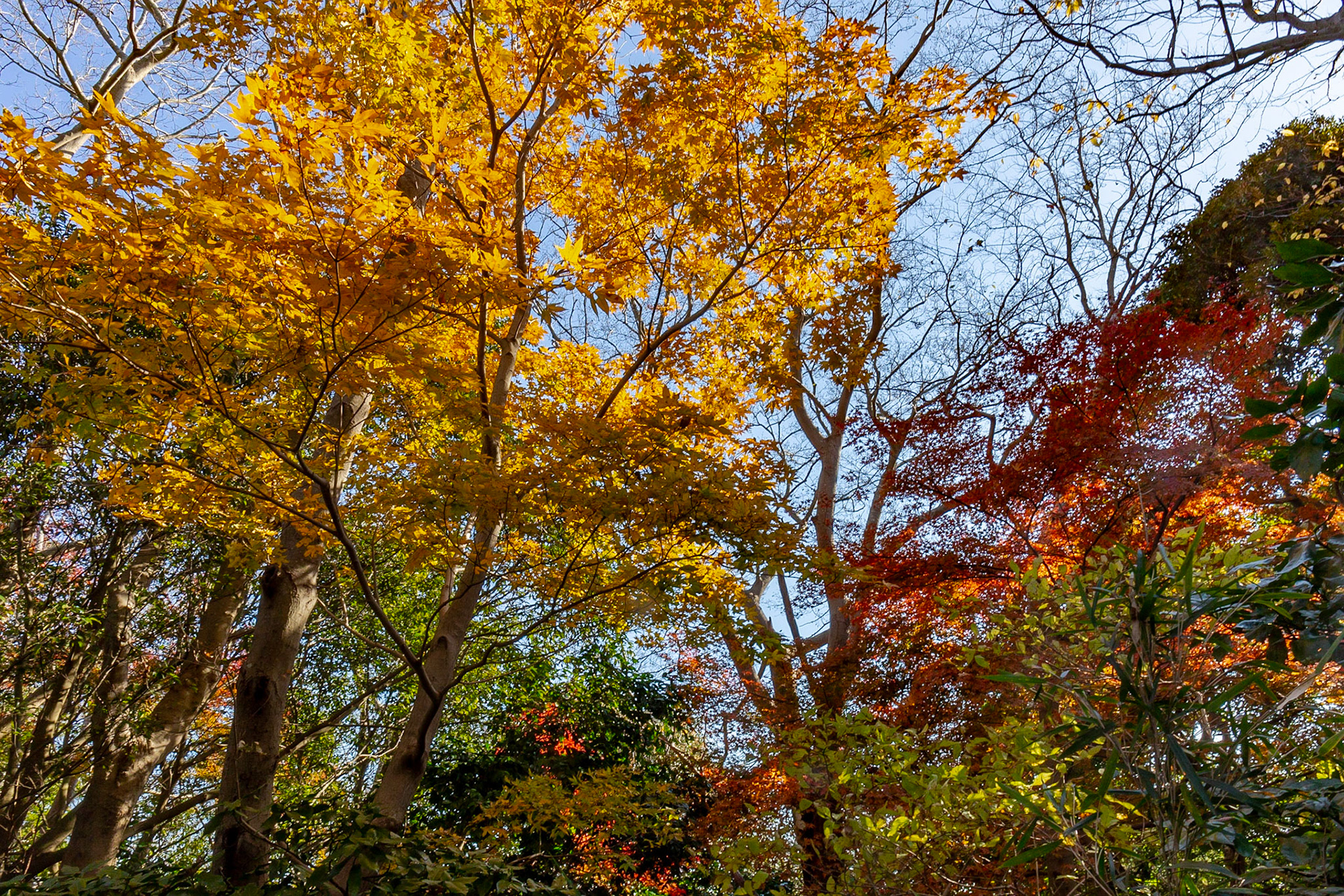 36)紅葉・本命の森