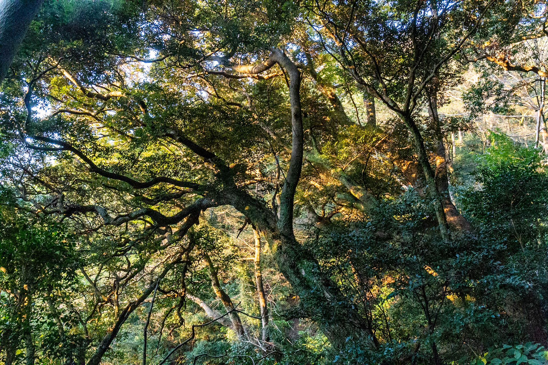 30)紅葉の照葉樹林?