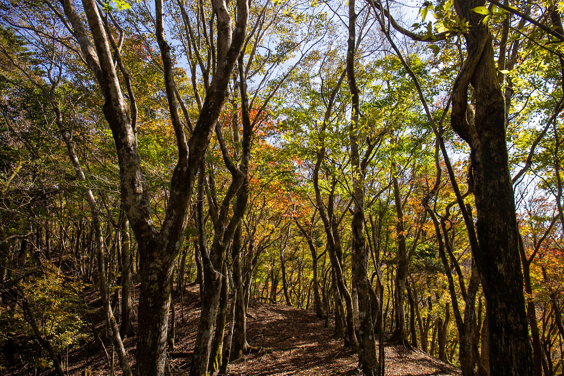 c) 2020/10/31 湯船山・標高1,041m