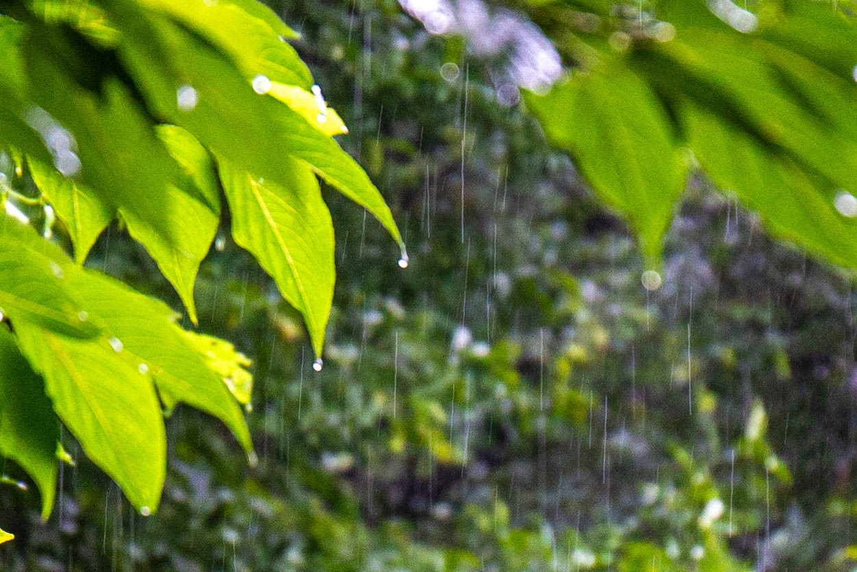7)雨の森
