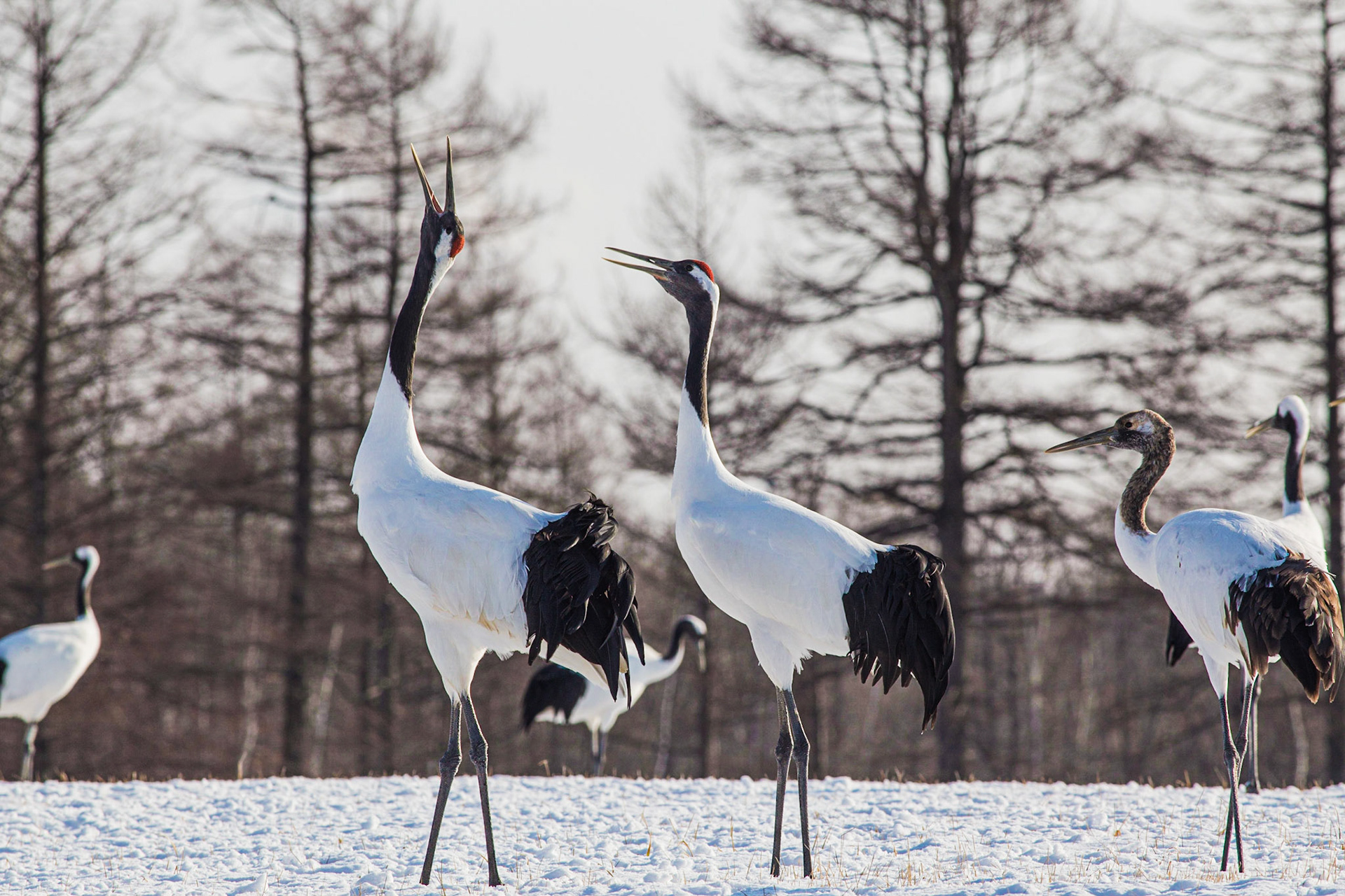 20)e 釧路湿原のタンチョウ