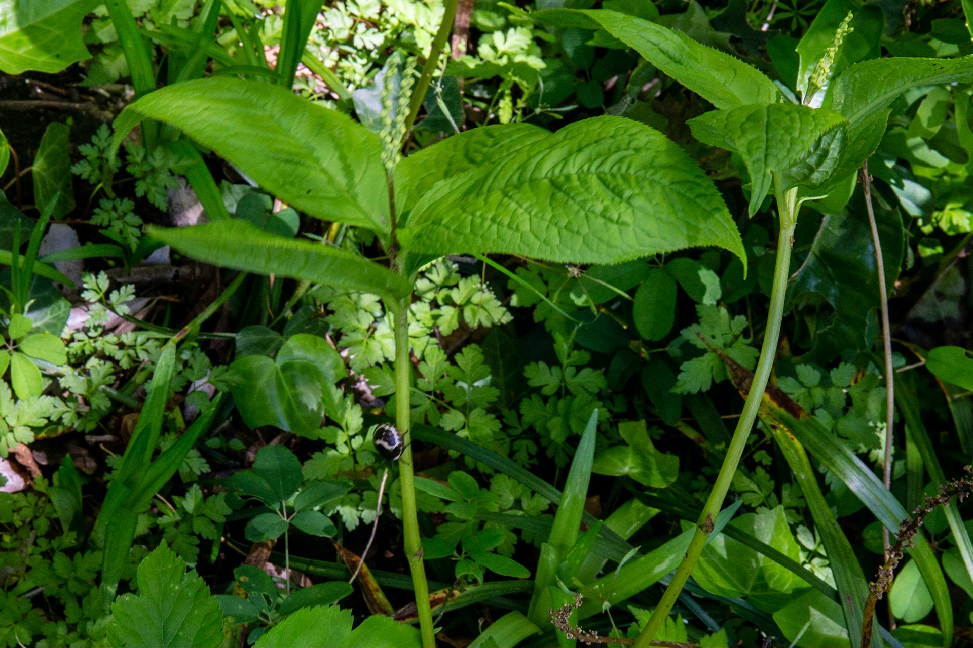 36)aフタリシズカの虫