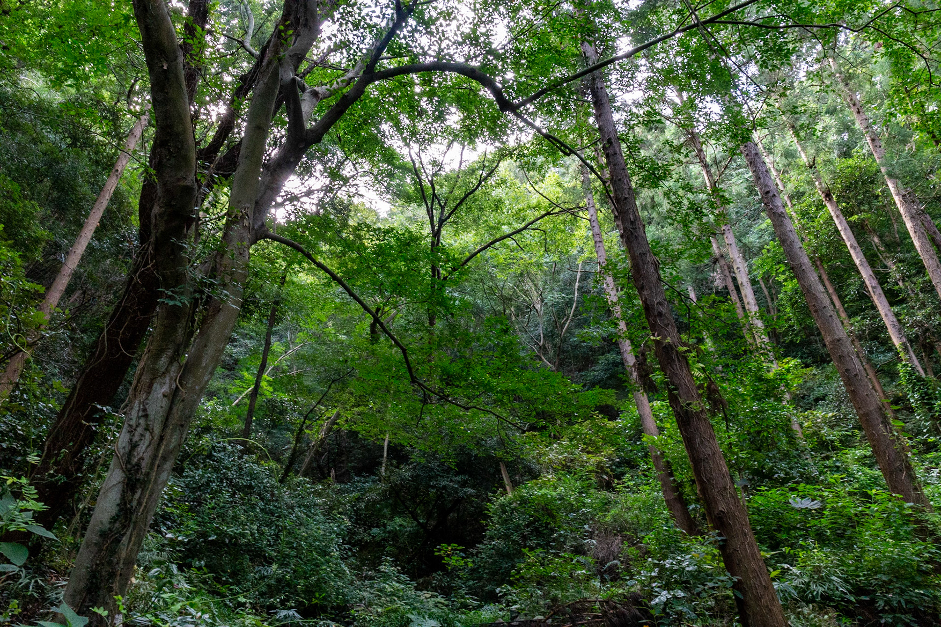 21)元人工林の森