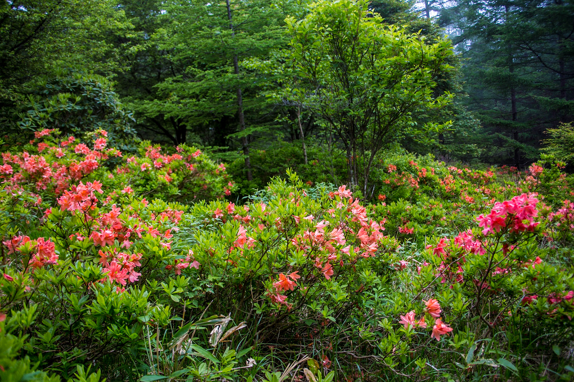 17) 篭ノ登山