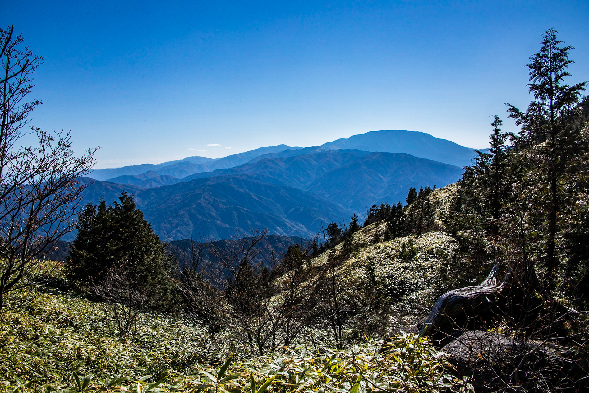 21)南木曽岳のササ