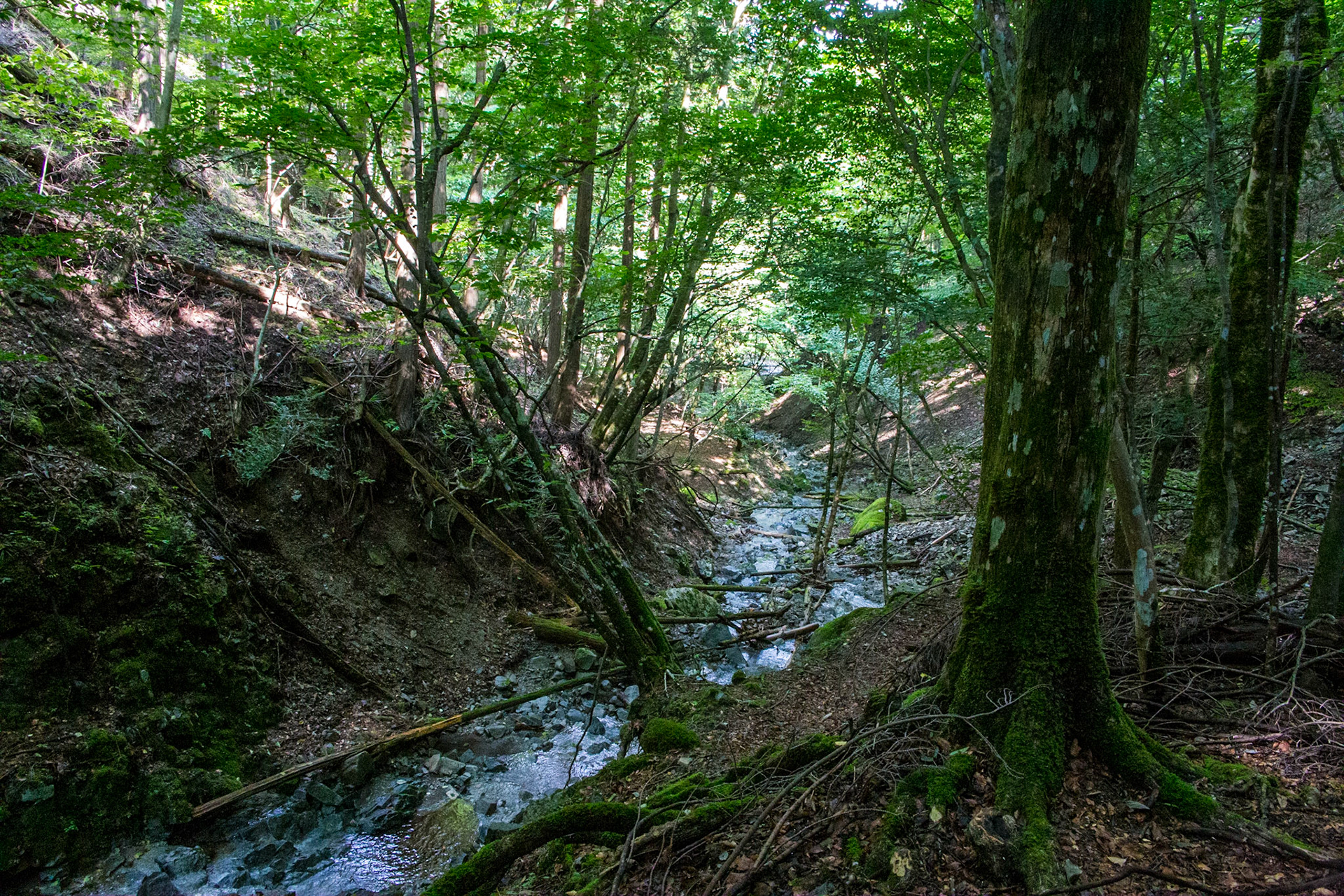 28)f 丹沢・畦ヶ丸