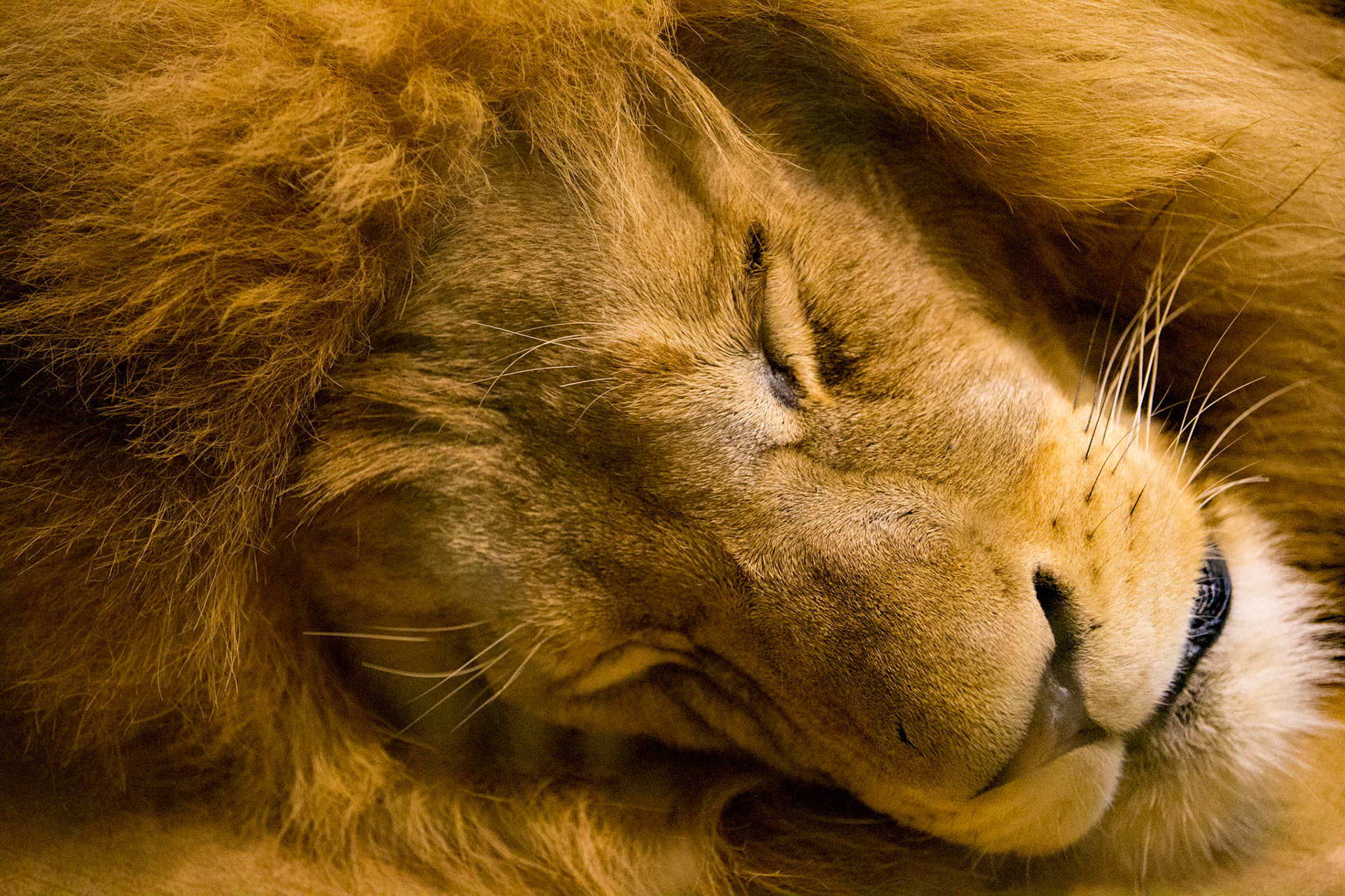 The Lion sleeps tonight