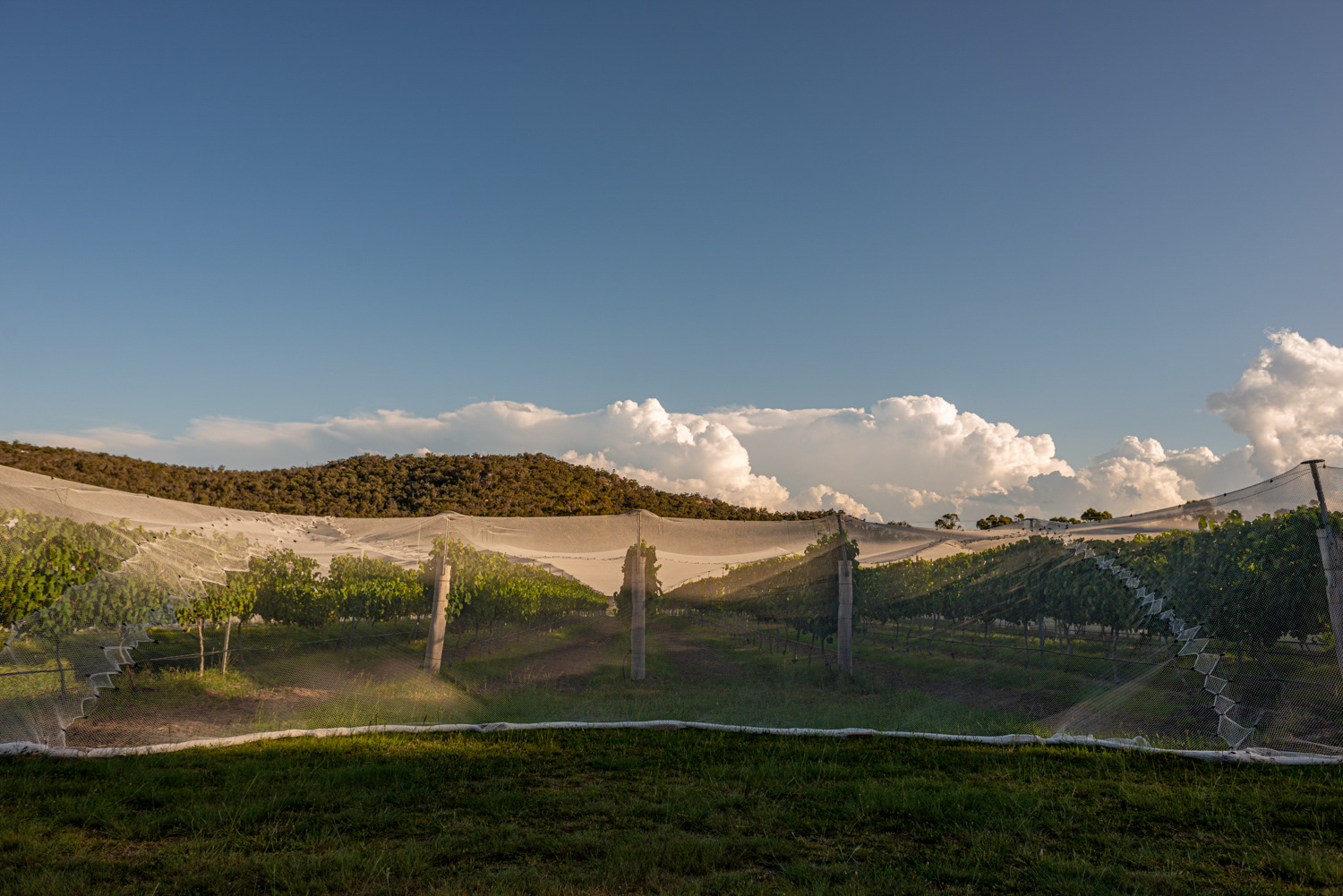 Symphony Hill Winery & Cellar Door Property Photography & Videography