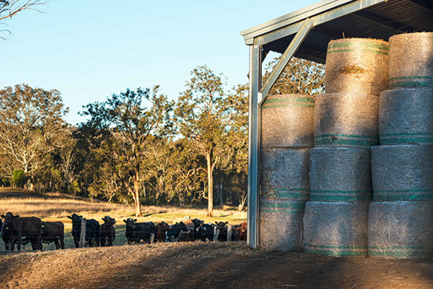 Widespan Sheds Advertising and Social Media Content Campaign