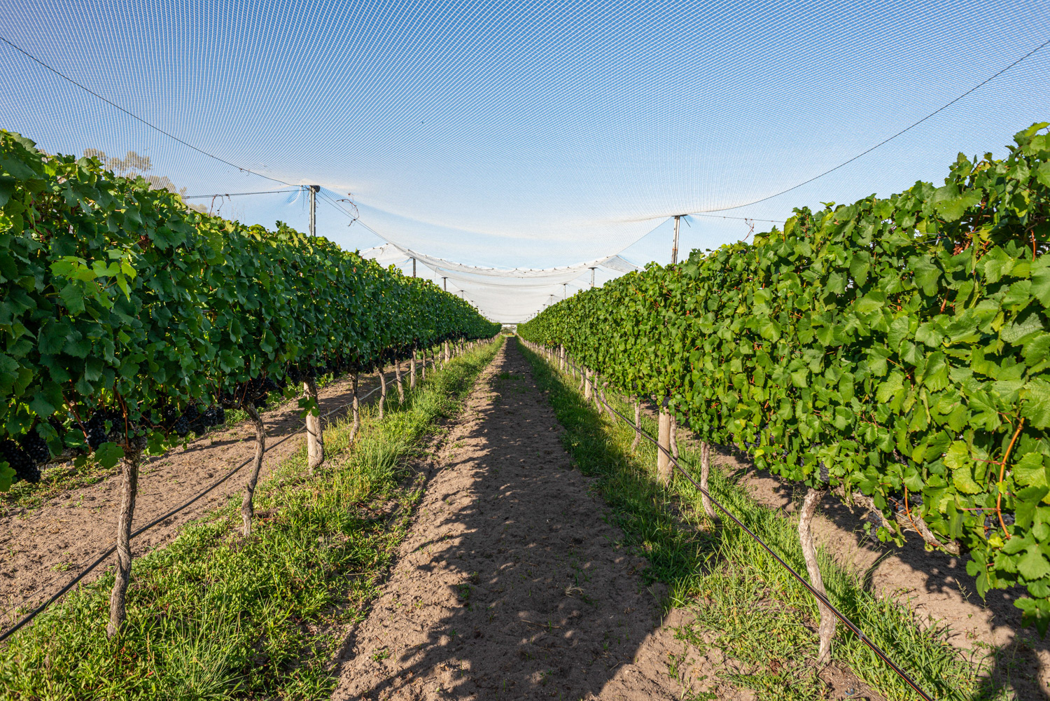 Symphony Hill Winery & Cellar Door Property Photography & Videography