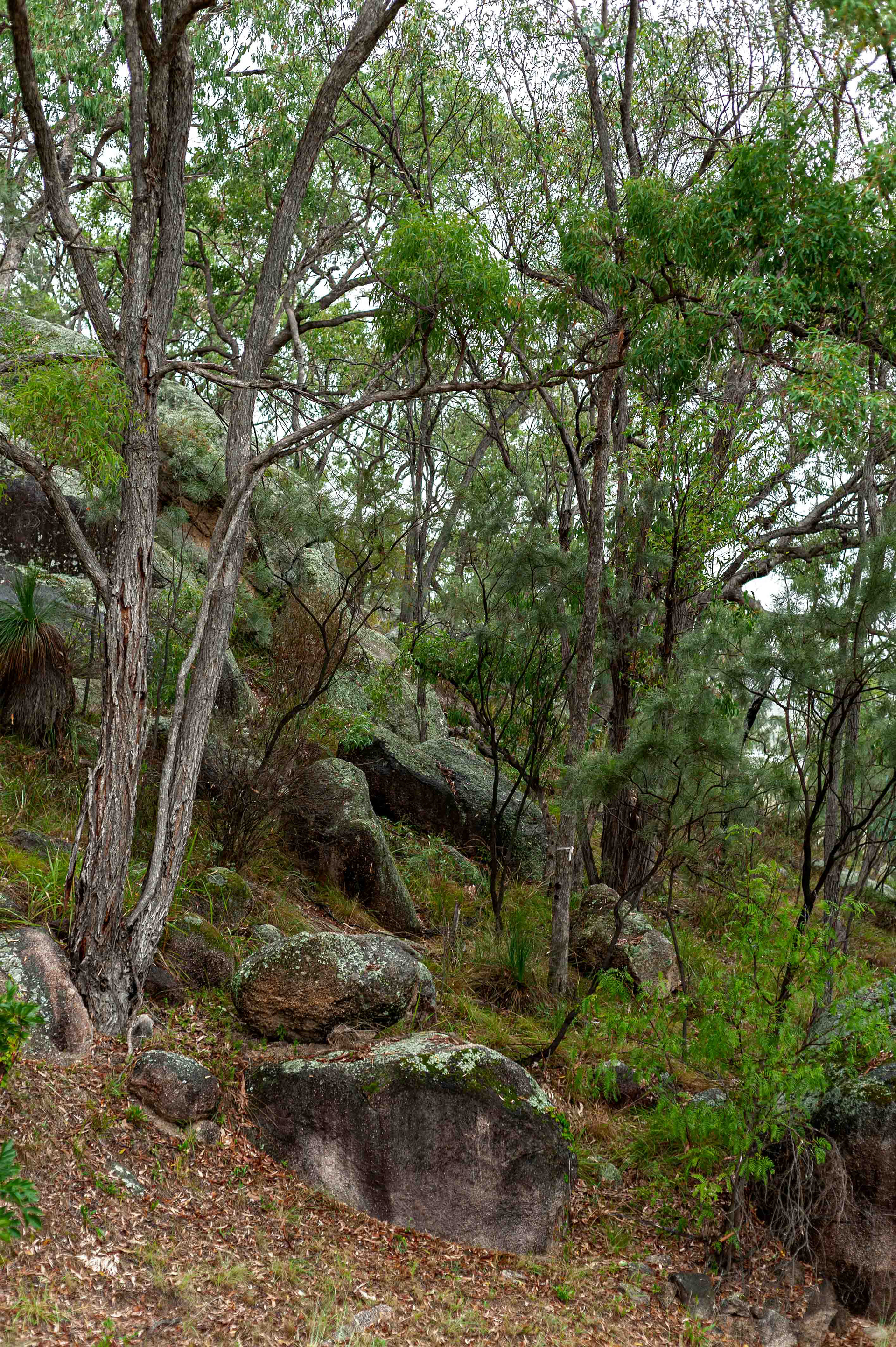 Queensland Wine Tourism Photographer