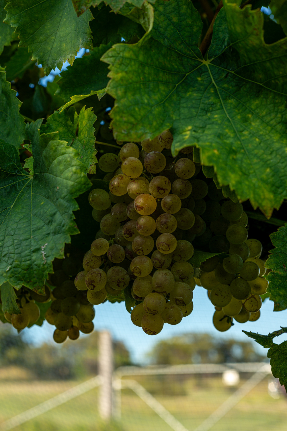Symphony Hill Winery & Cellar Door Property Photography & Videography