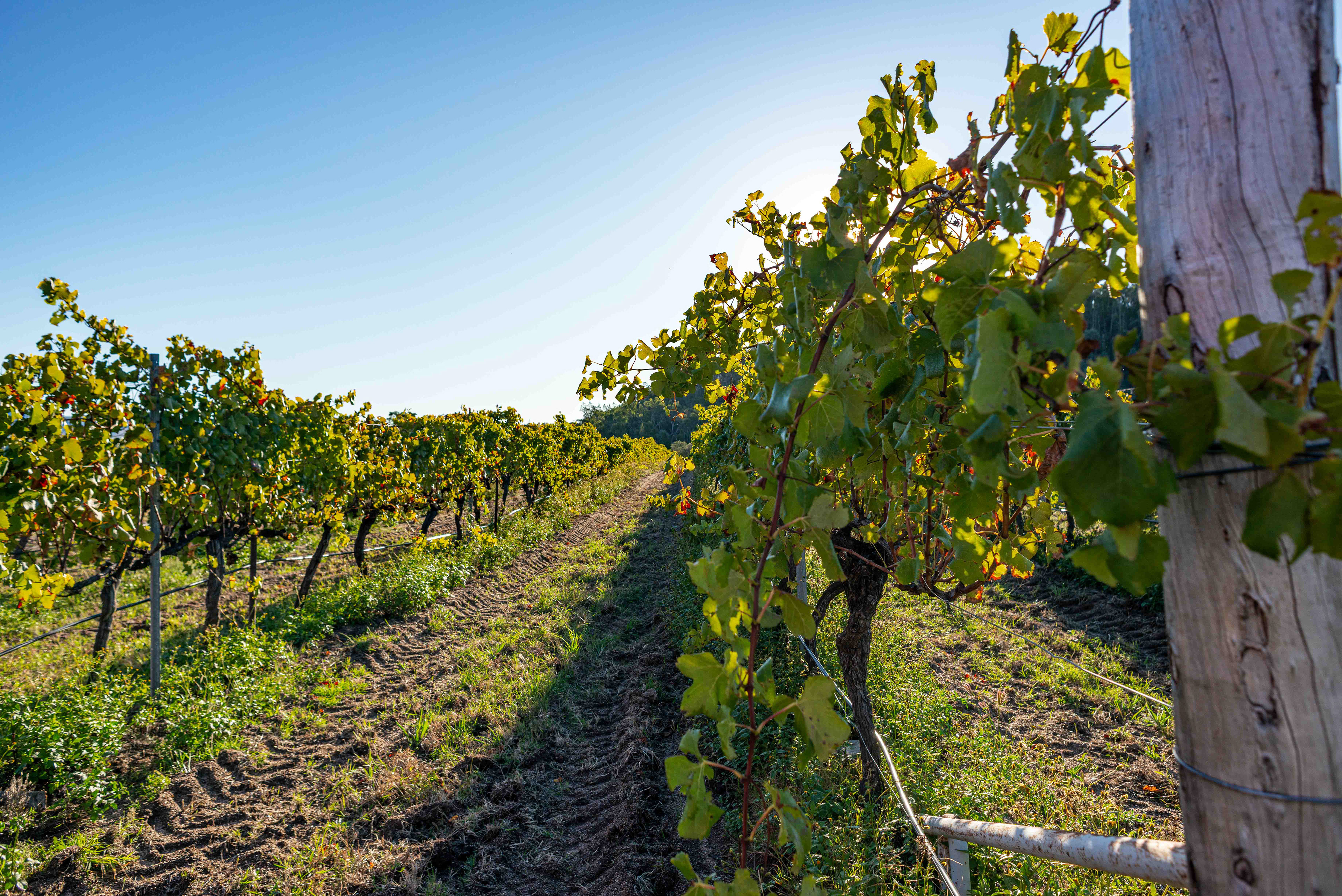Queensland Wine Tourism Photographer