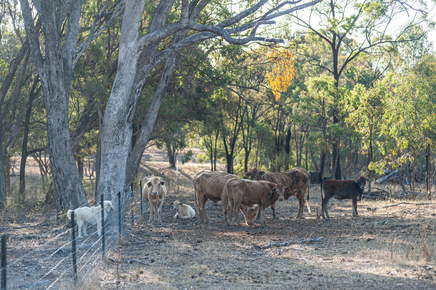 Southern Downs Agritourism Photography