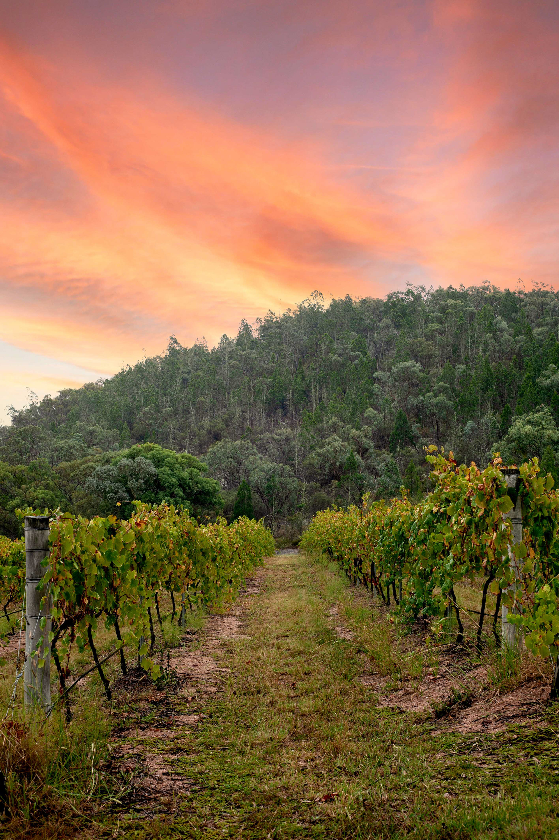 Queensland Wine Tourism Photographer
