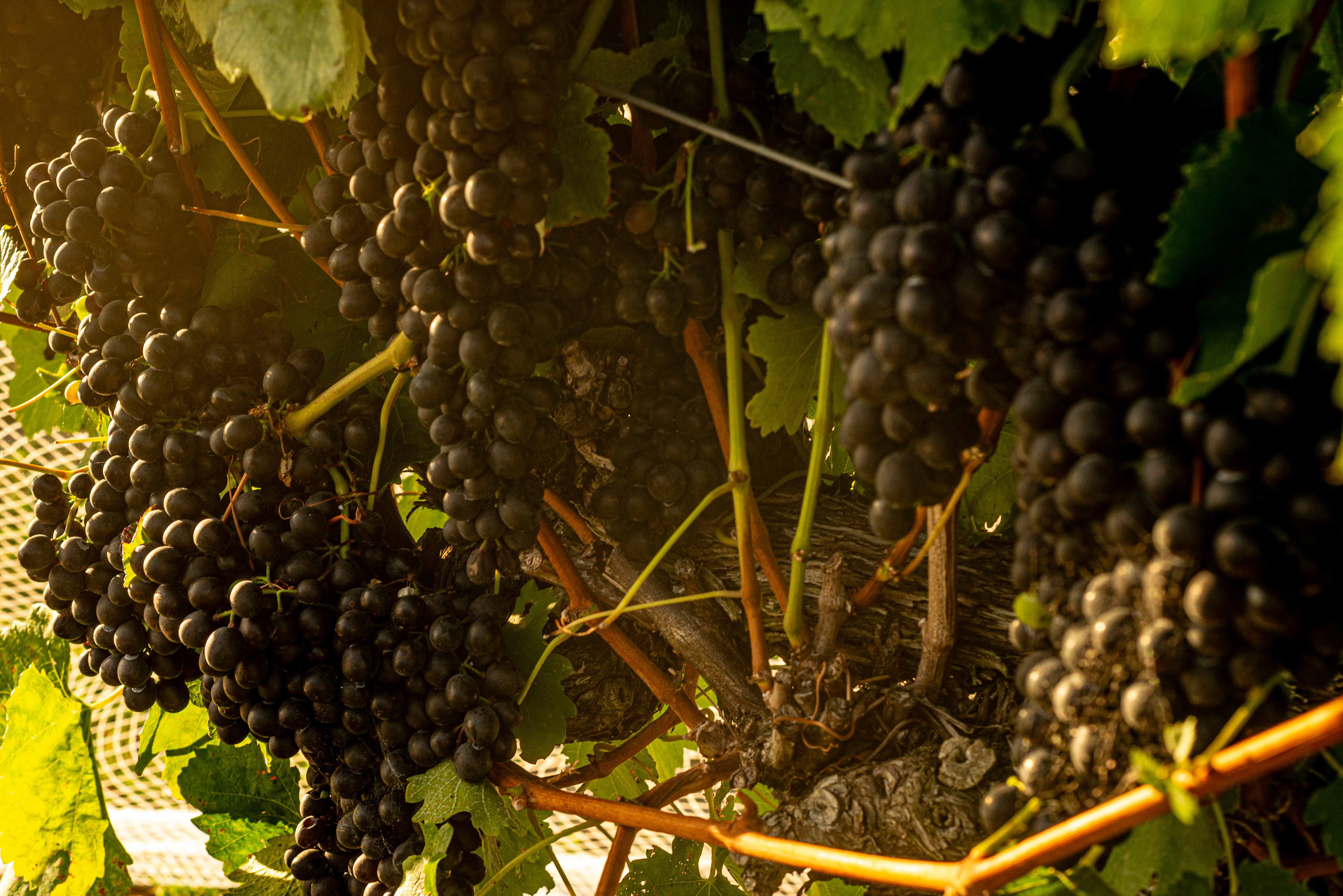 Symphony Hill Winery & Cellar Door Property Photography & Videography