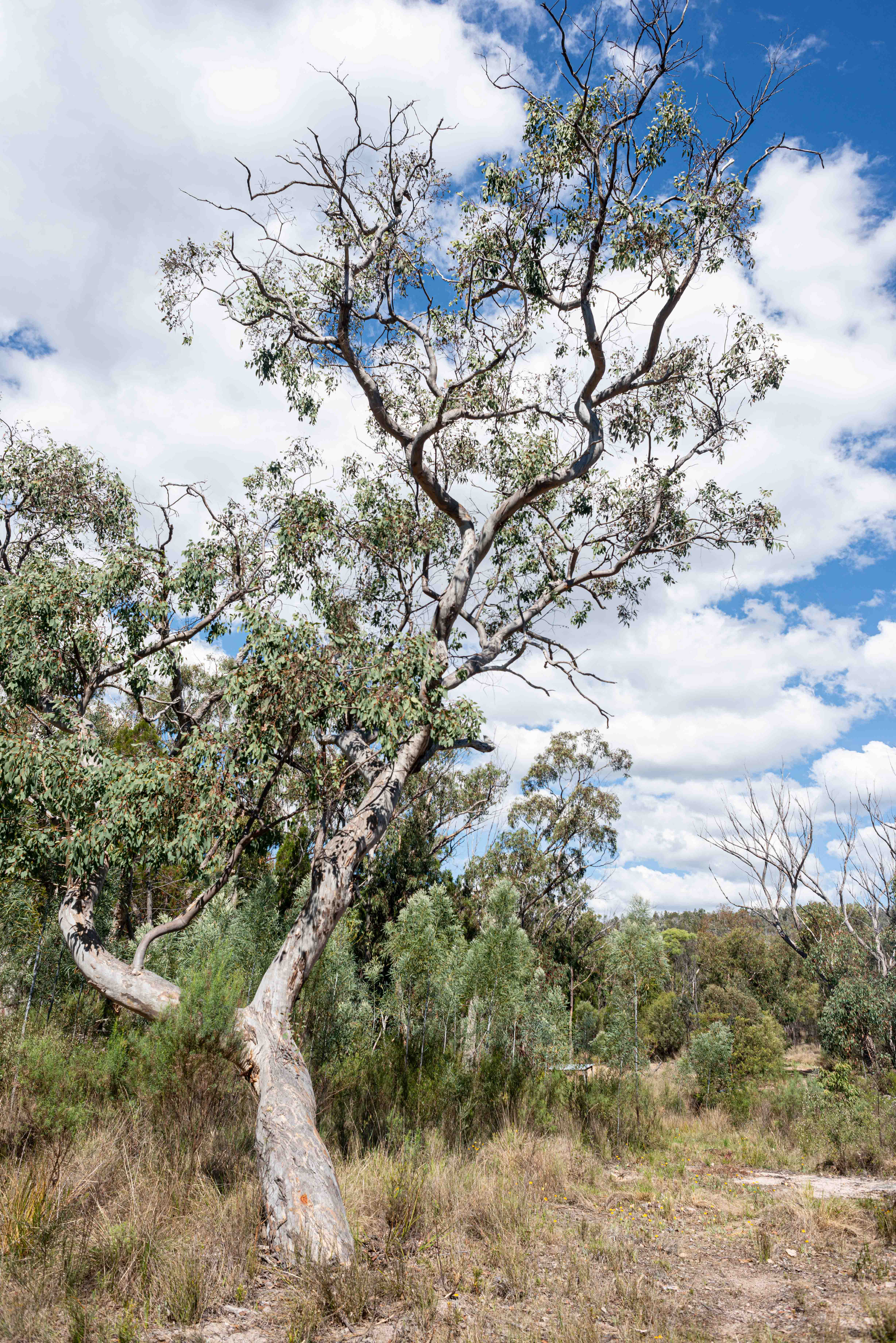Stanthorpe Farm Agribusiness Property Drone Photographer & Videographer