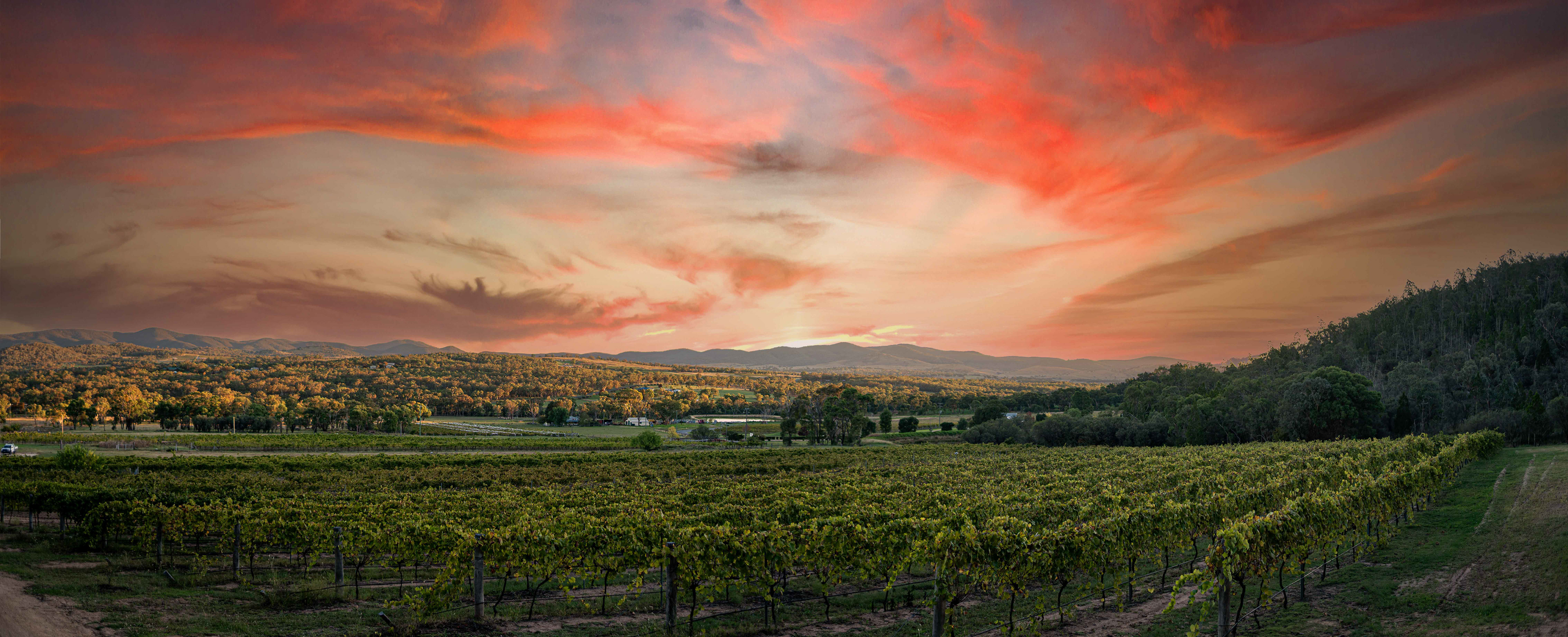 Queensland Wine Tourism Photographer