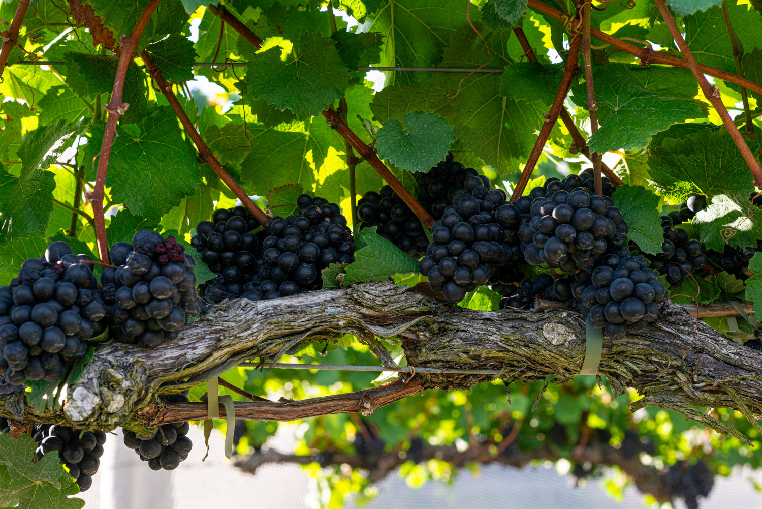 Symphony Hill Winery & Cellar Door Property Photography & Videography