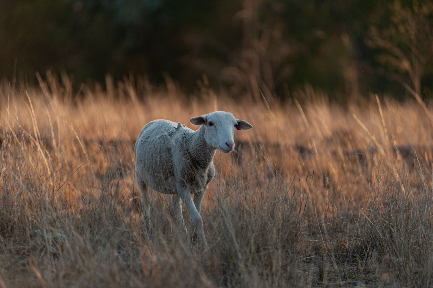 Southern Downs Agritourism Photography