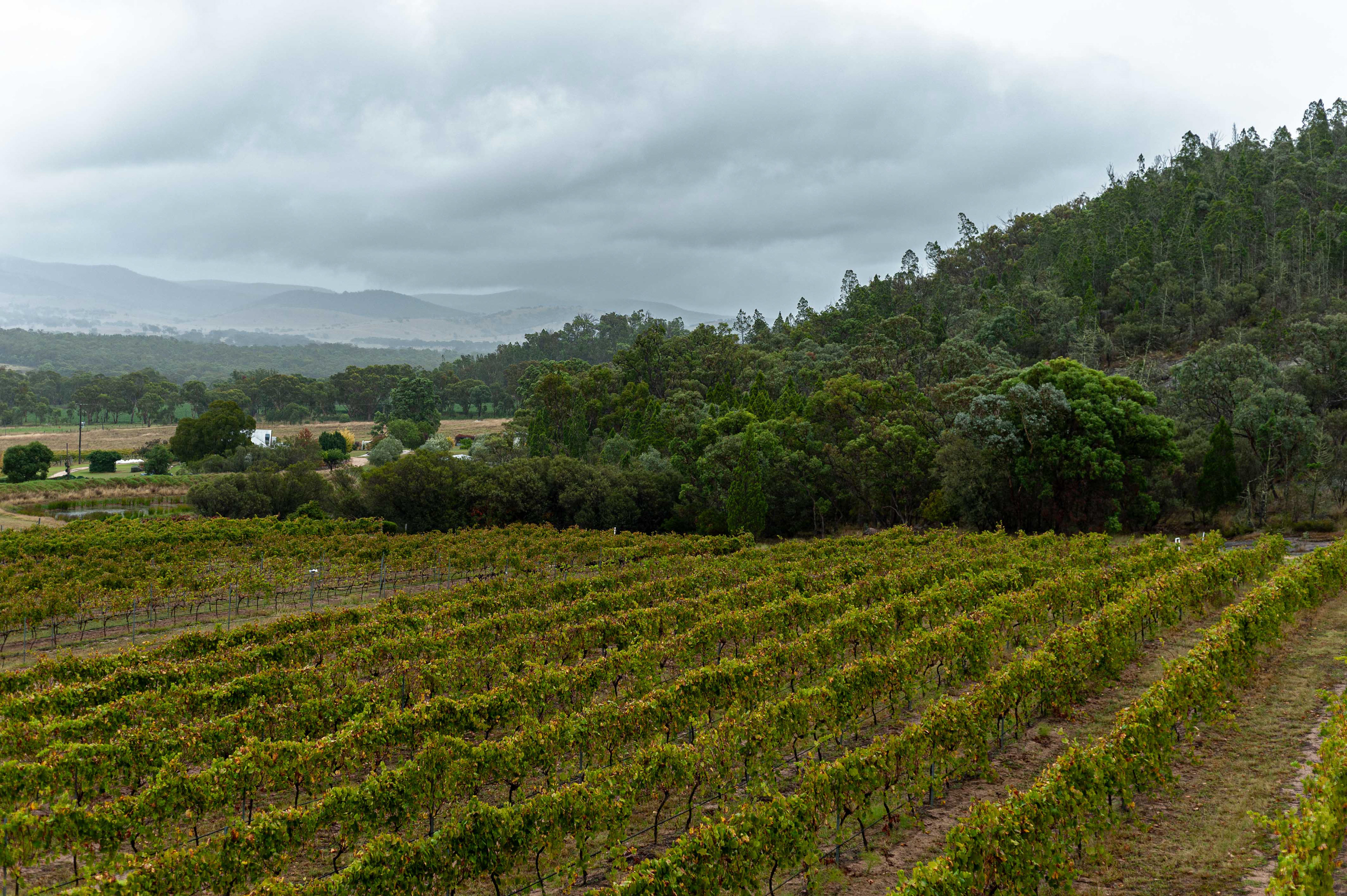 Queensland Wine Tourism Photographer