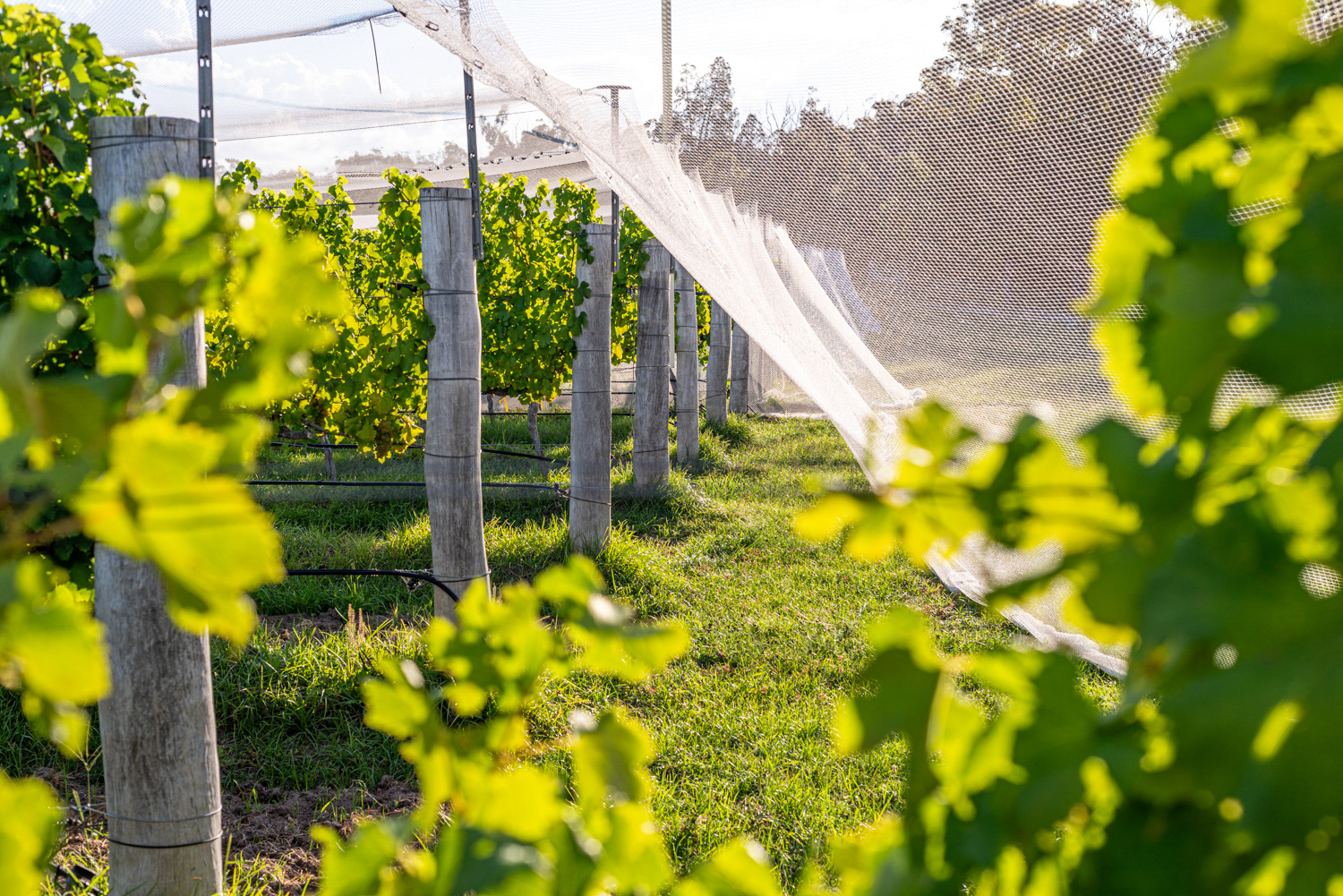 Symphony Hill Winery & Cellar Door Property Photography & Videography